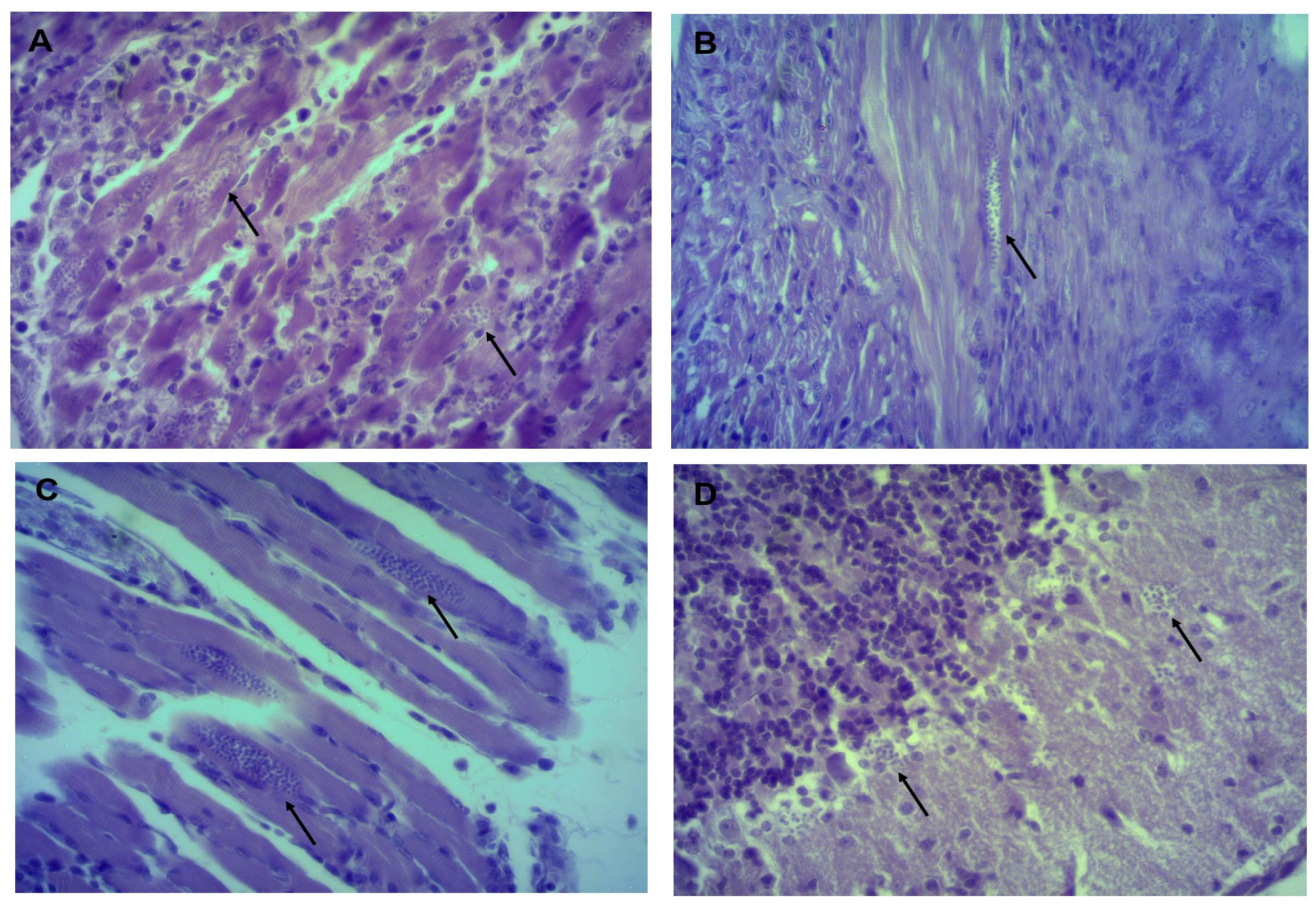 Pathogens 11 01141 g004 Pathogens 11 01141 g004