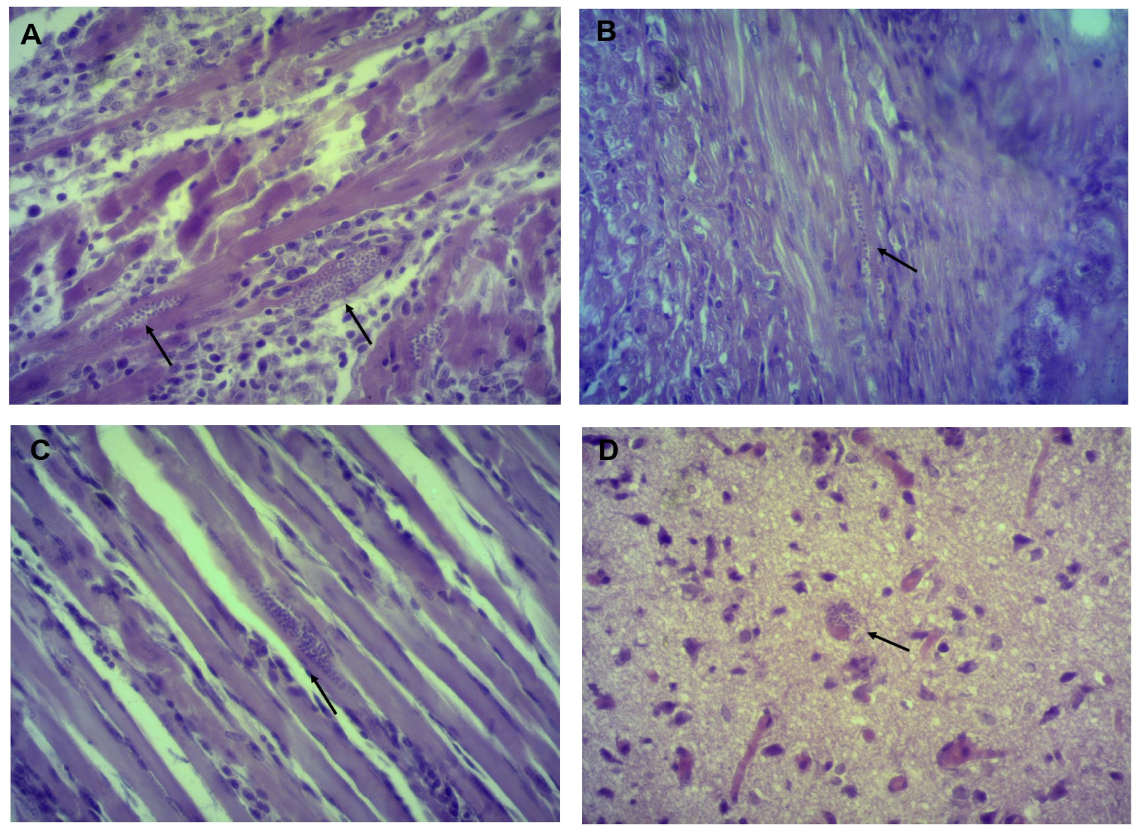 Pathogens 11 01141 g005 Pathogens 11 01141 g005