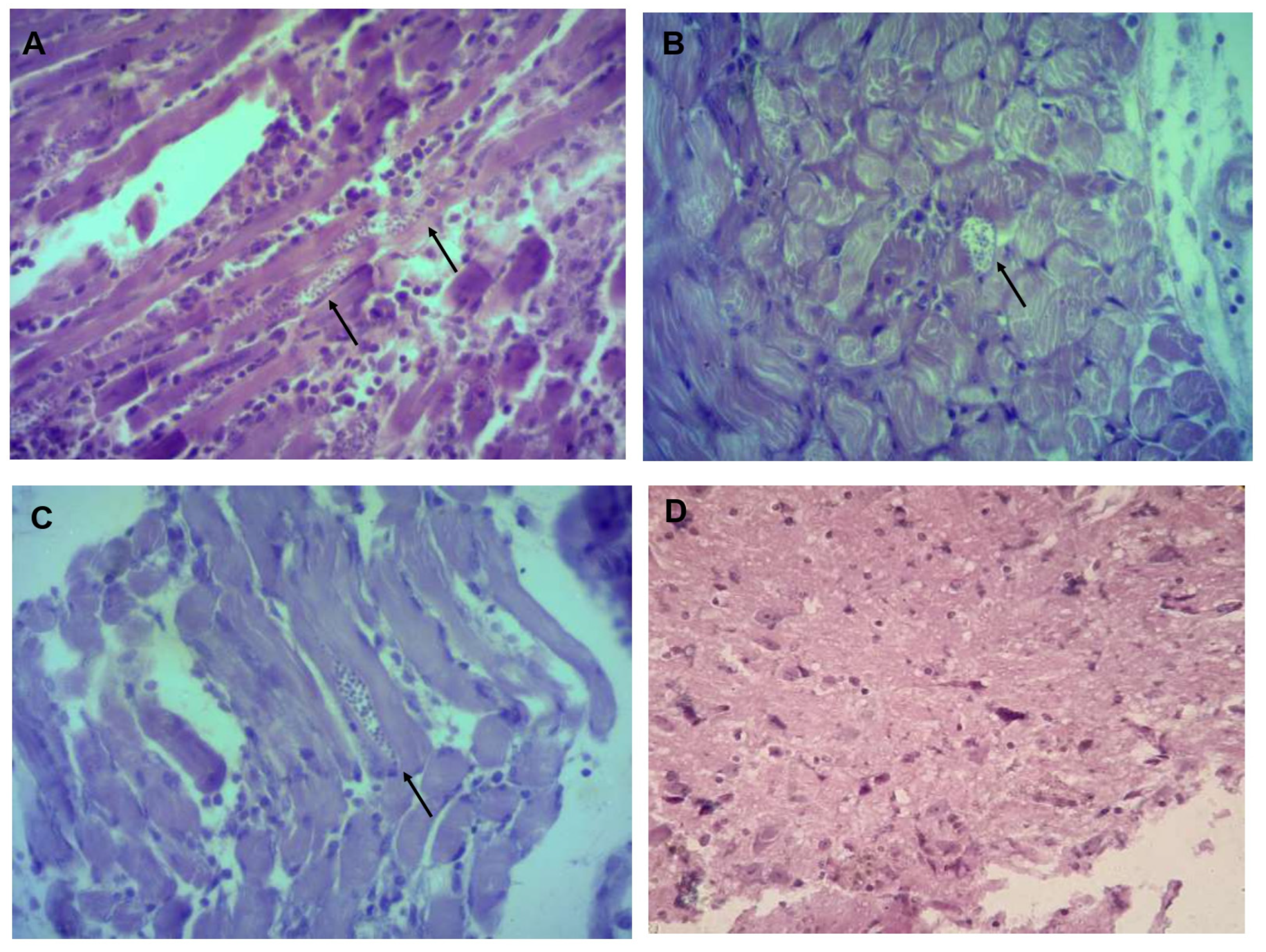 Pathogens 11 01141 g006 Pathogens 11 01141 g006