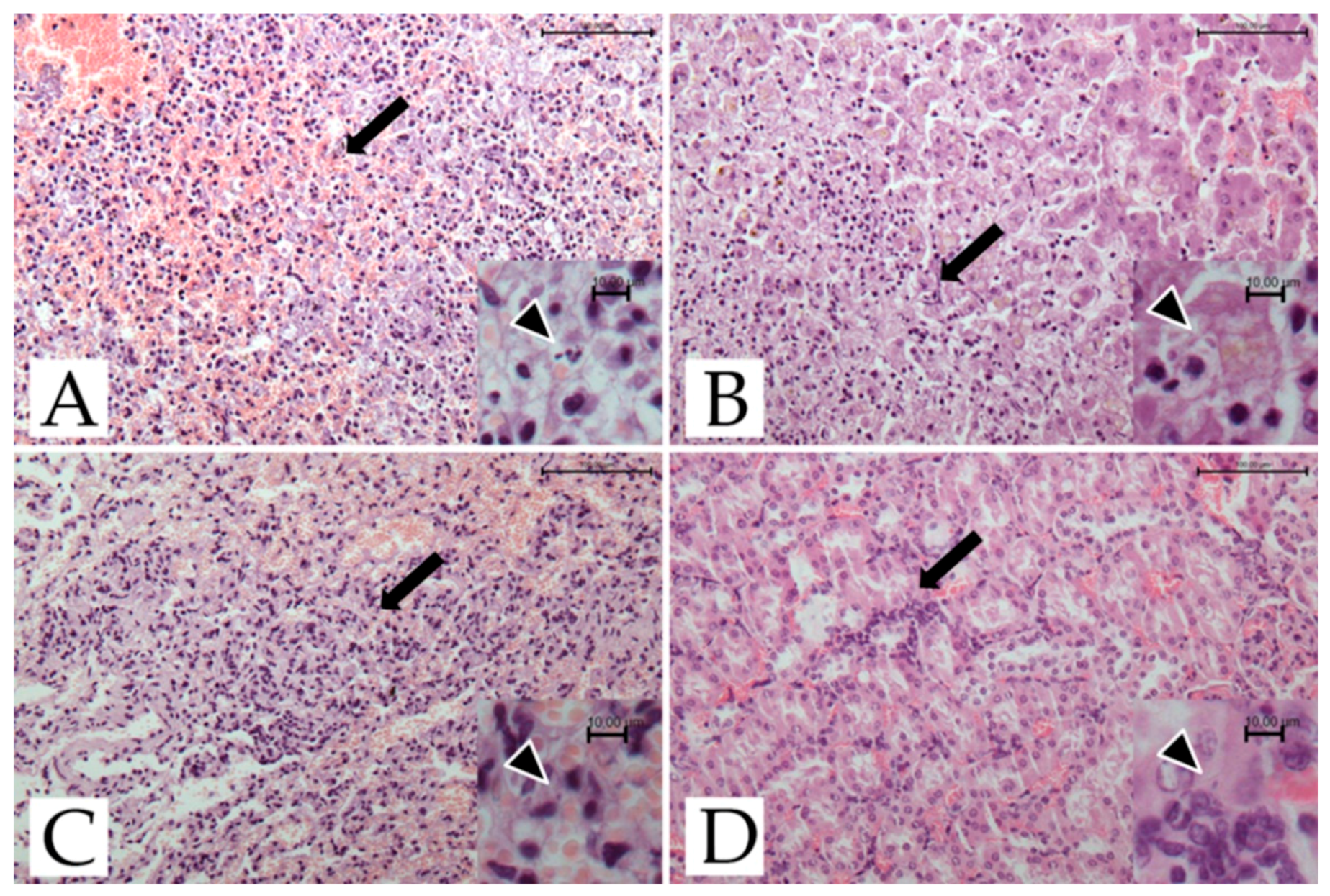 Pathogens 11 01142 g001