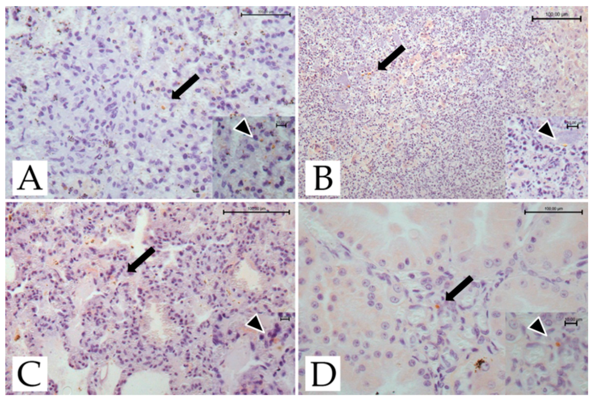 Pathogens 11 01142 g002