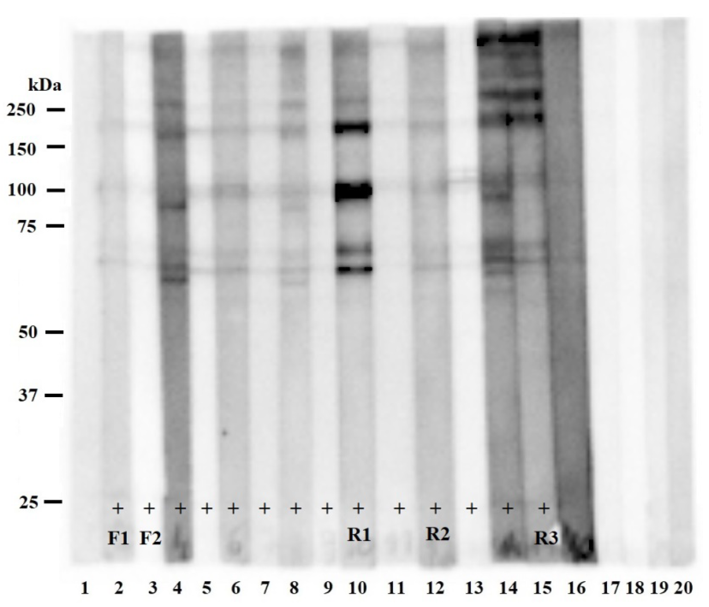 Pathogens 11 01155 g001 Pathogens 11 01155 g001