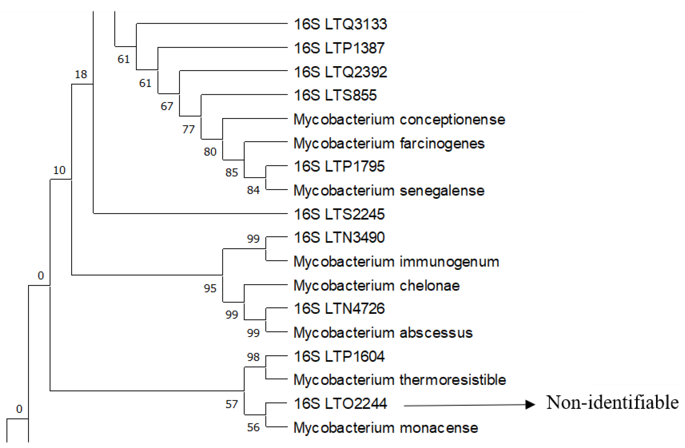 Pathogens 11 01159 g001 Pathogens 11 01159 g001