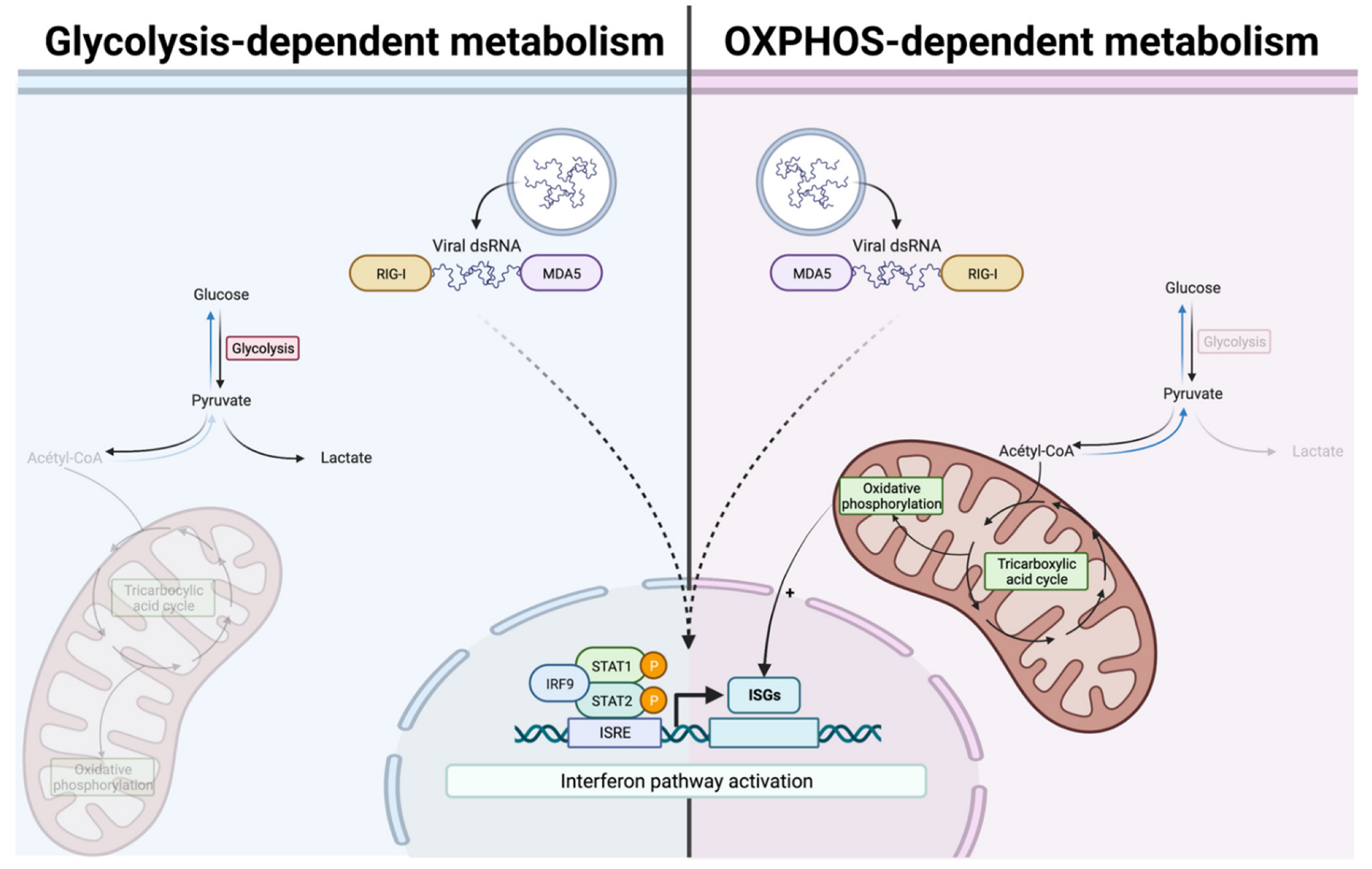 Pathogens 11 01168 g005 Pathogens 11 01168 g005