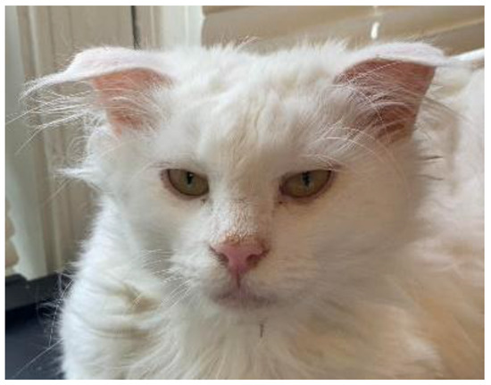 Feline infectious peritonitis sales merck