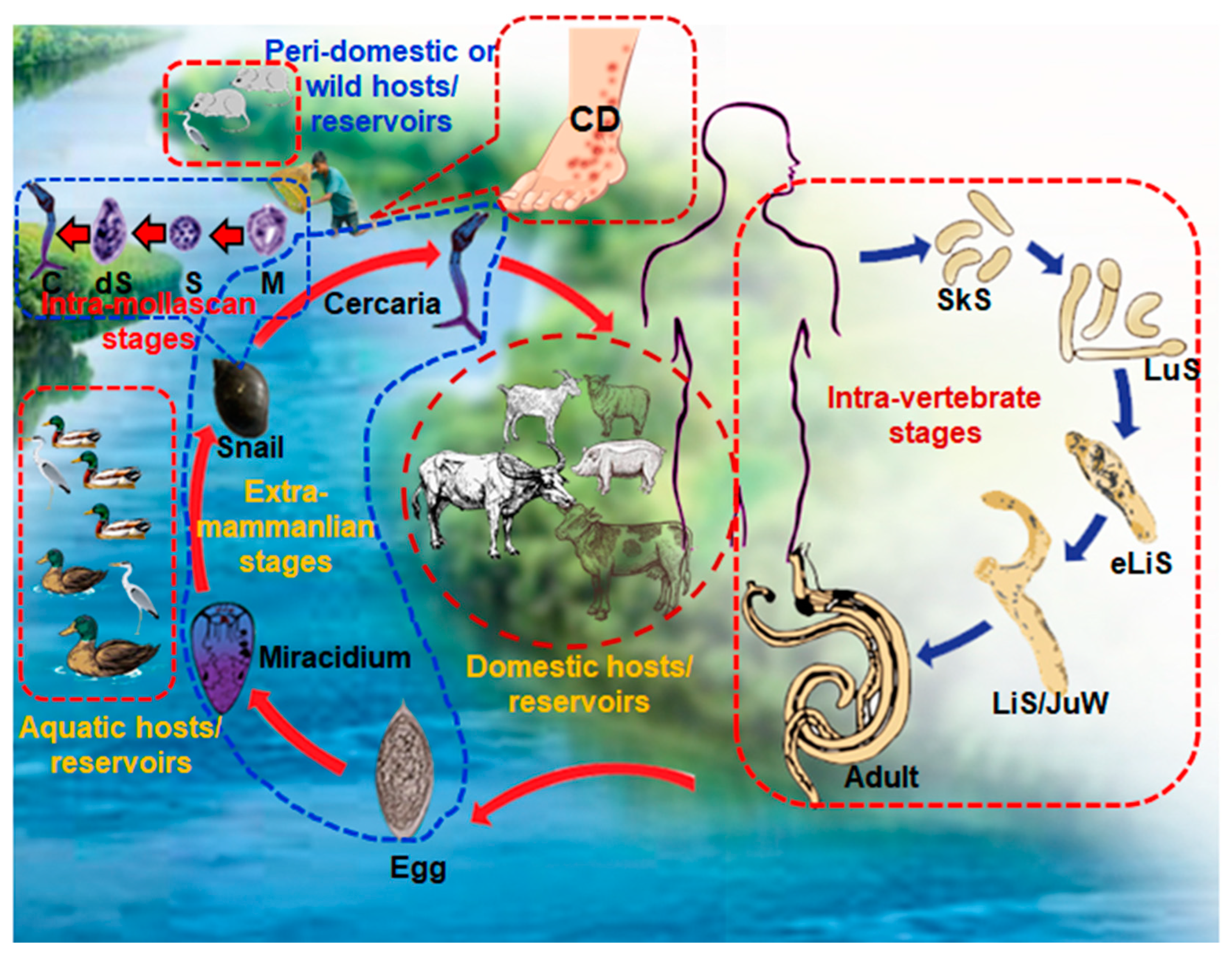 Pathogens 11 01213 g006 Pathogens 11 01213 g006