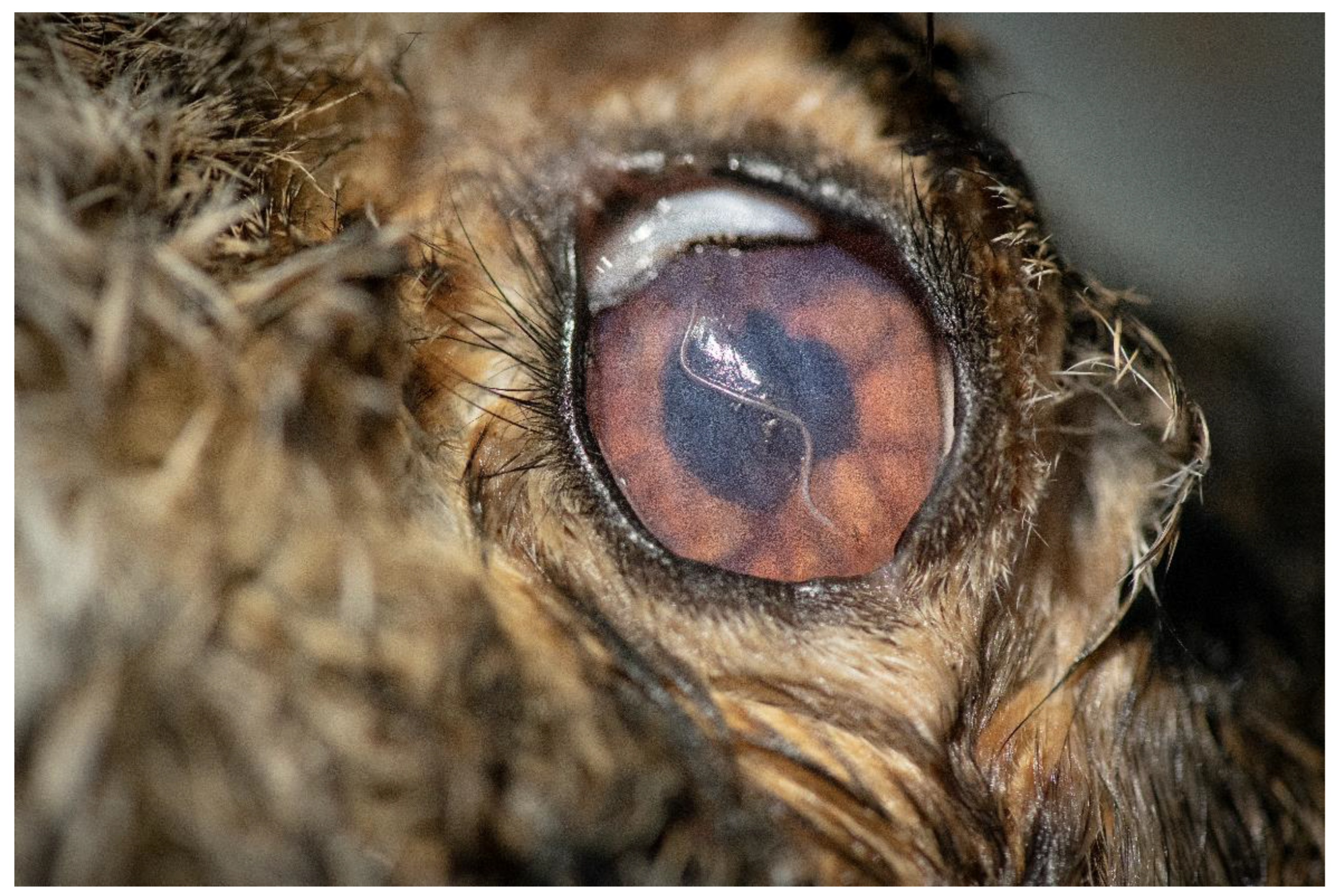 Pathogens 11 01225 g002 Pathogens 11 01225 g002