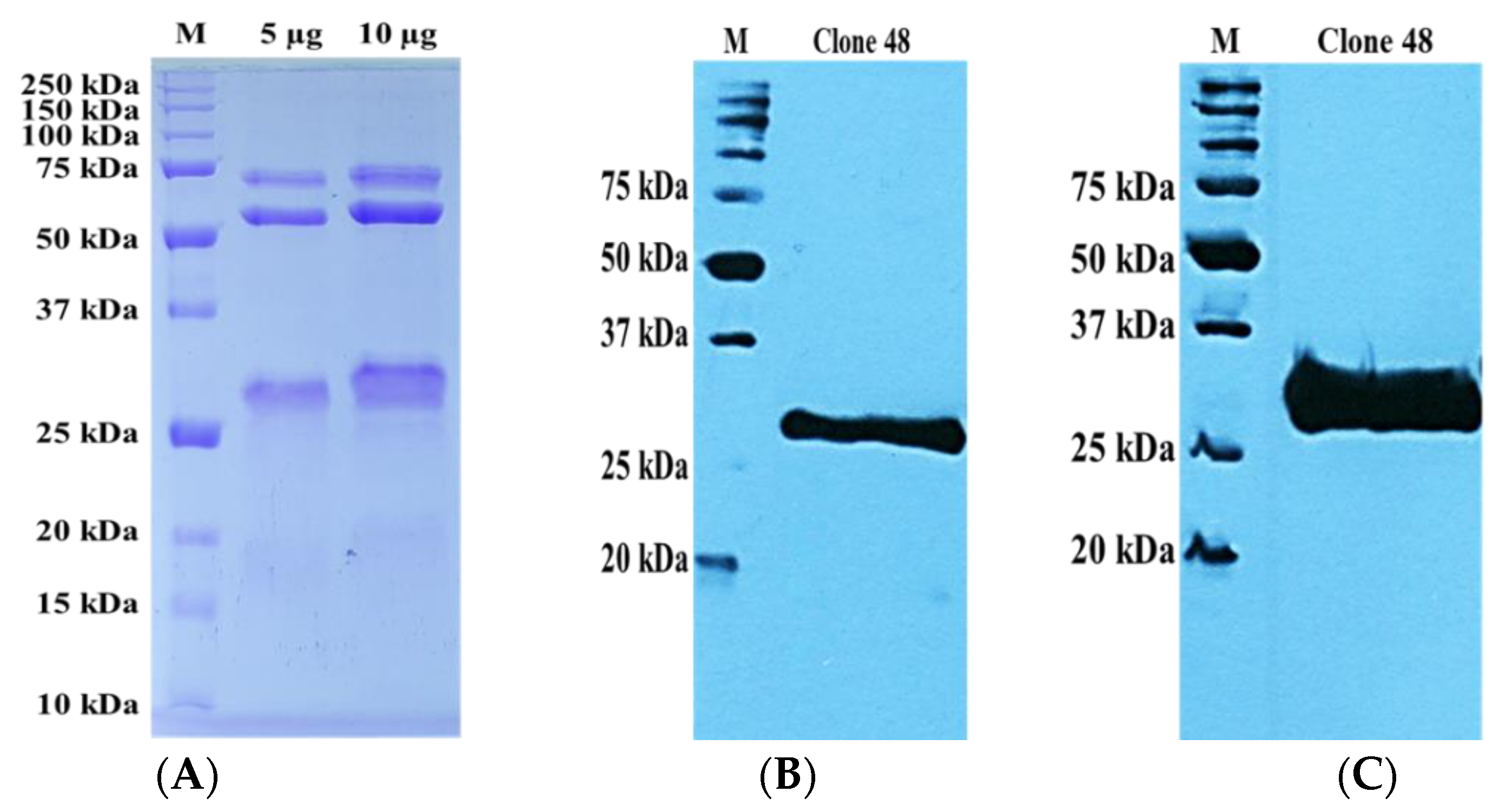Pathogens 11 01232 g004 Pathogens 11 01232 g004