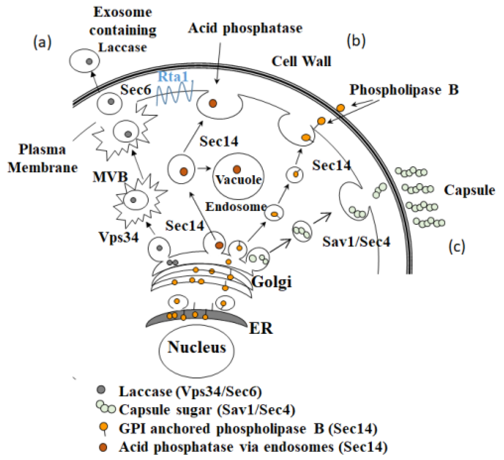 Pathogens 11 01239 g009