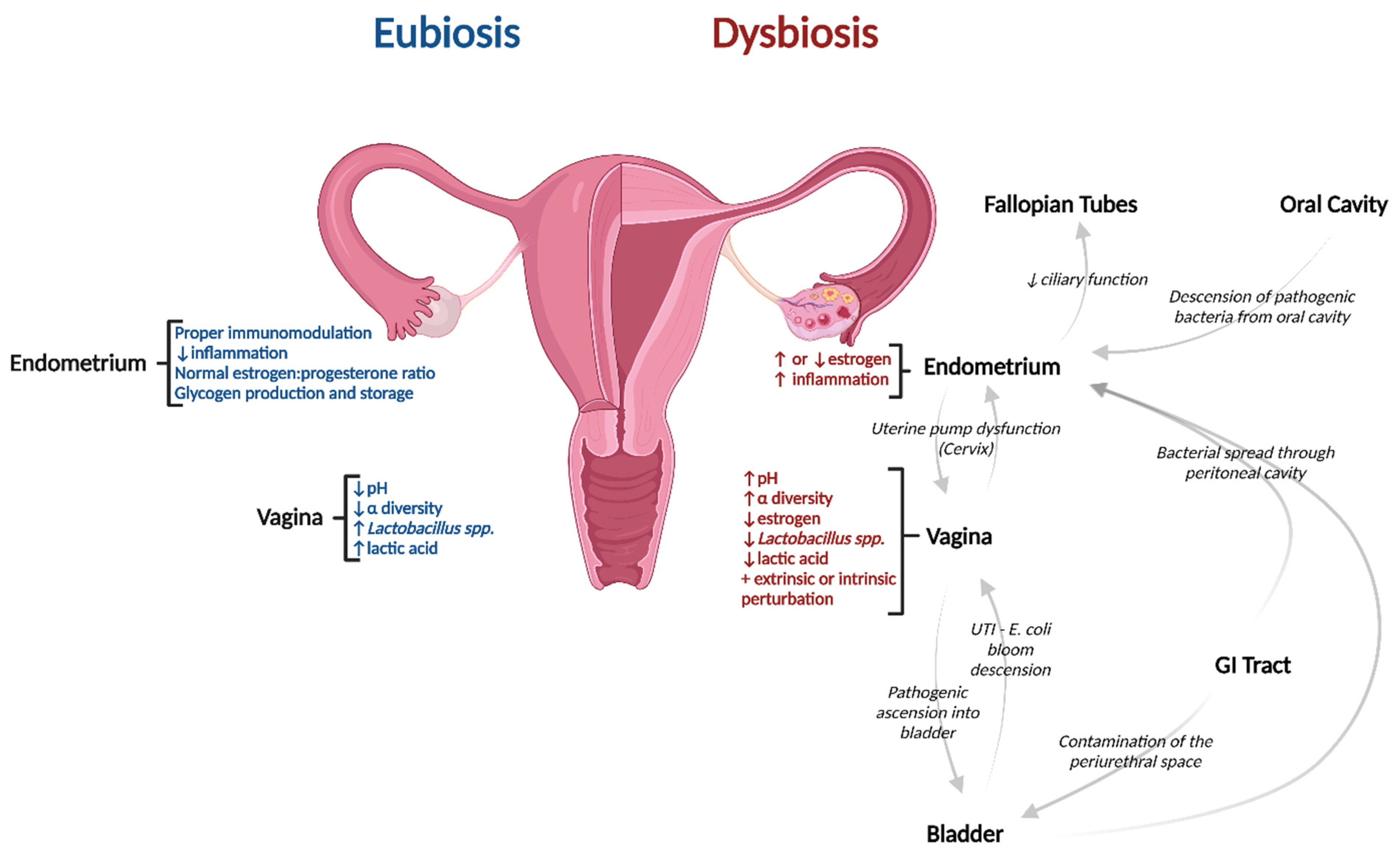 Pathogens Free Full-Text The Continuum of Microbial Ecosystems along the Female Reproductive Tract Implications for Health and Fertility