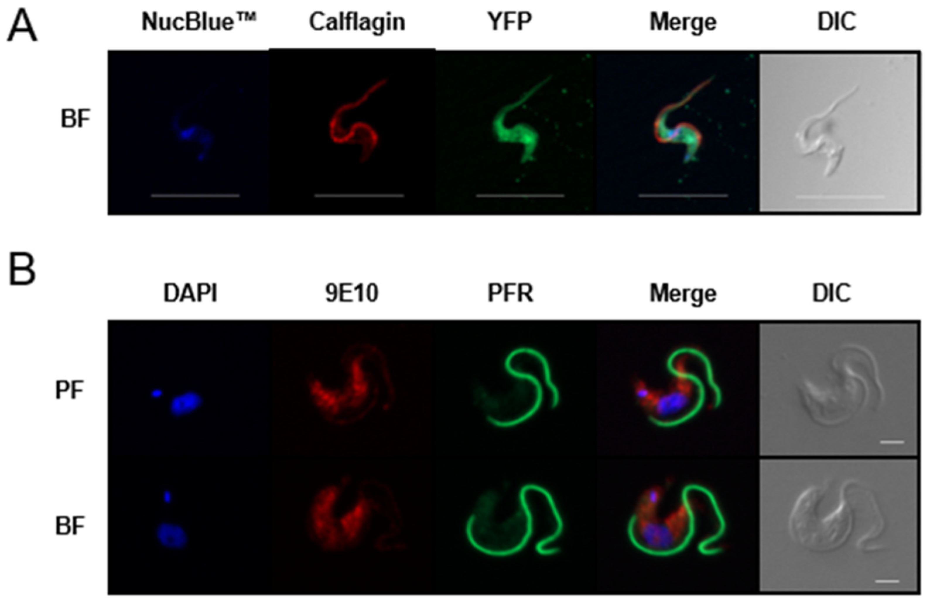 Pathogens 11 01245 g003 Pathogens 11 01245 g003