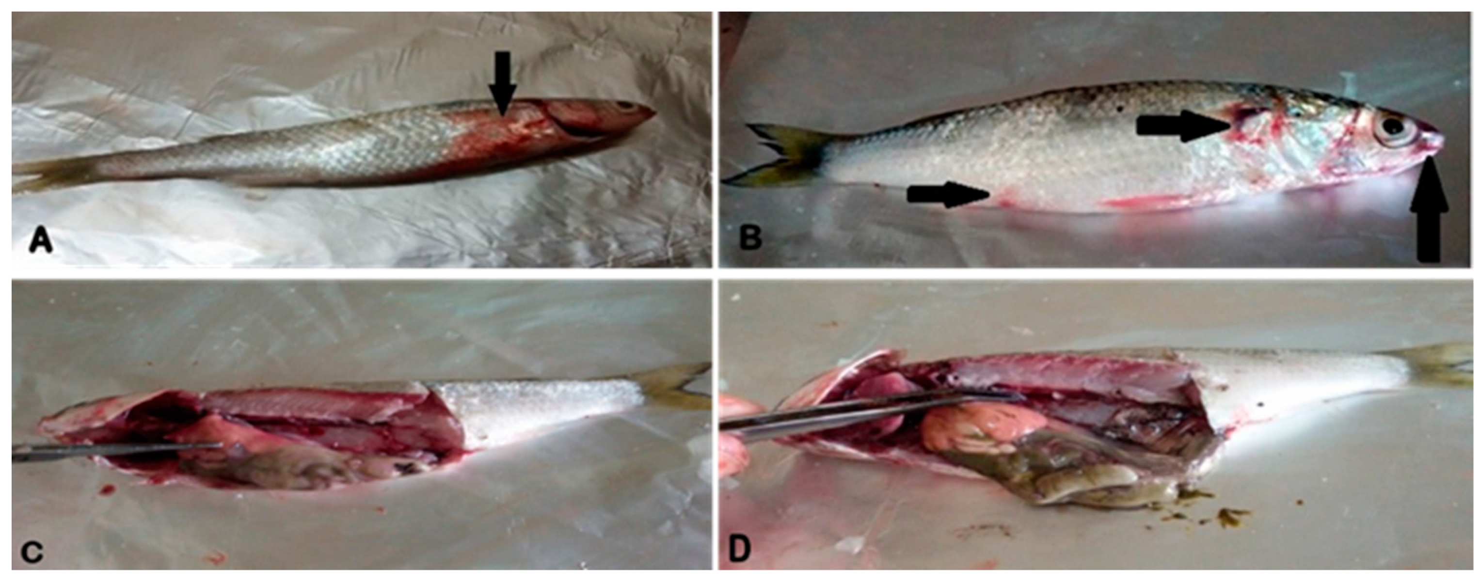 Pathogens 11 01262 g001