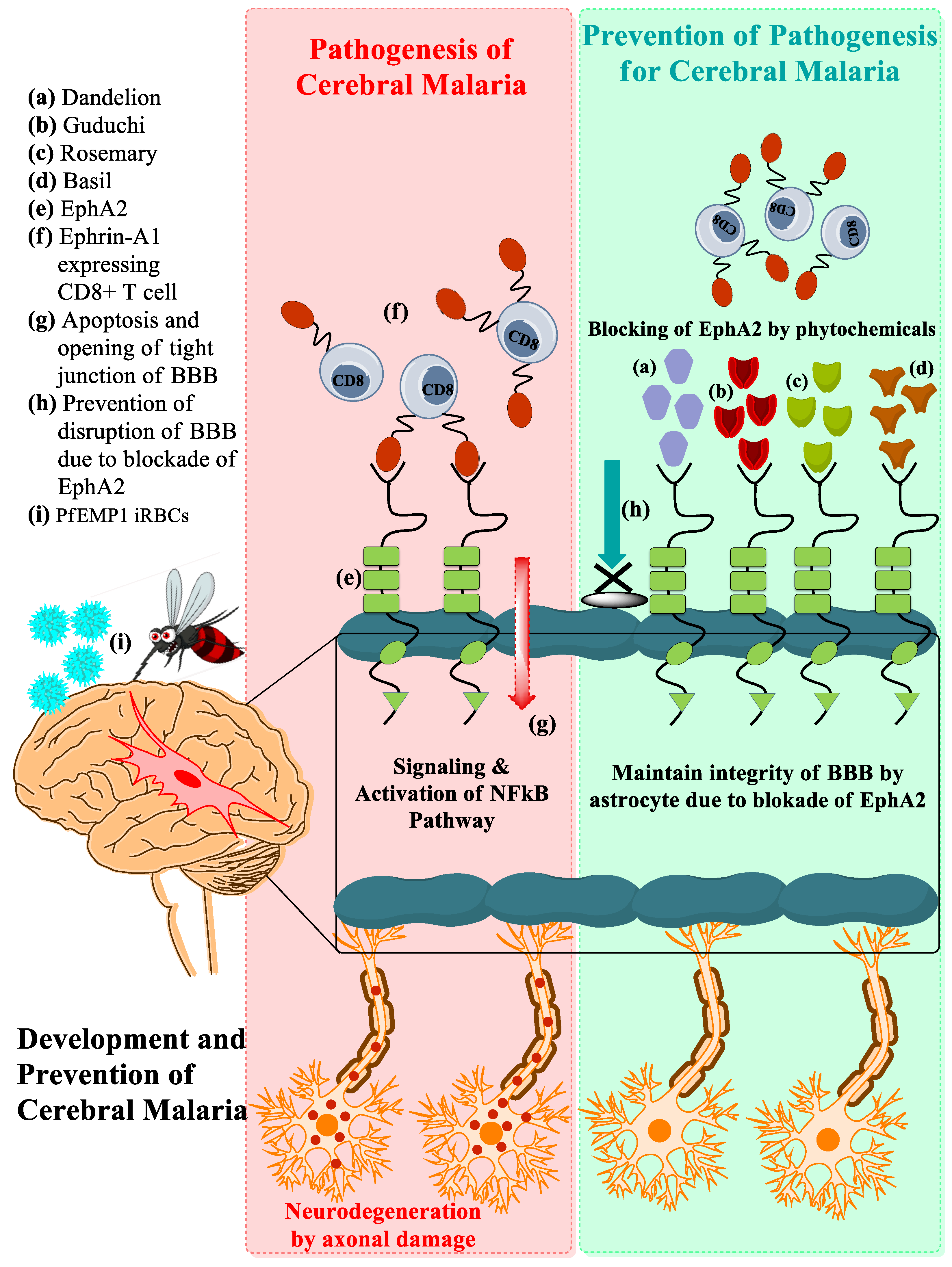 Pathogens 11 01296 g002 Pathogens 11 01296 g002