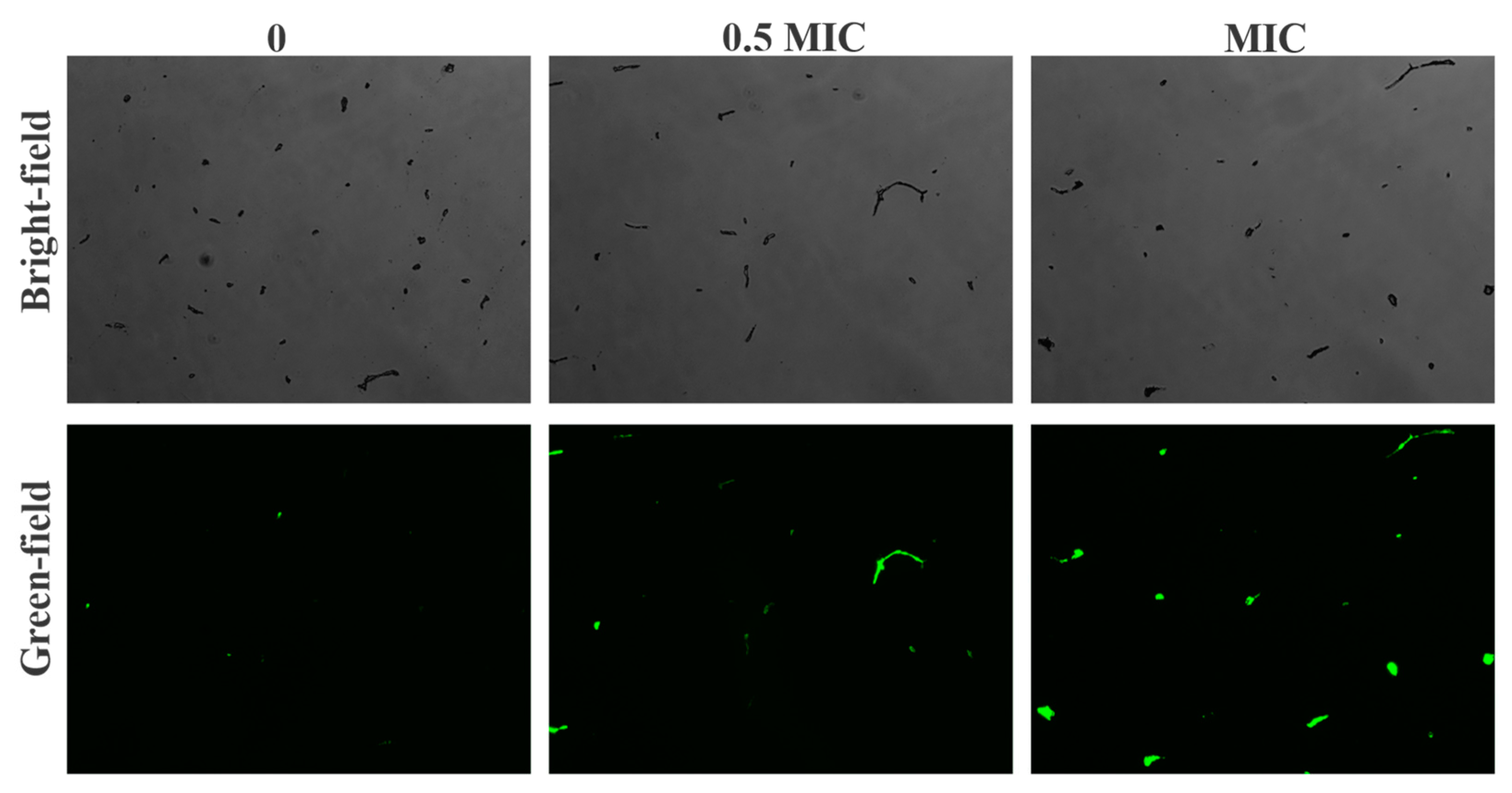 Pathogens 11 01341 g008