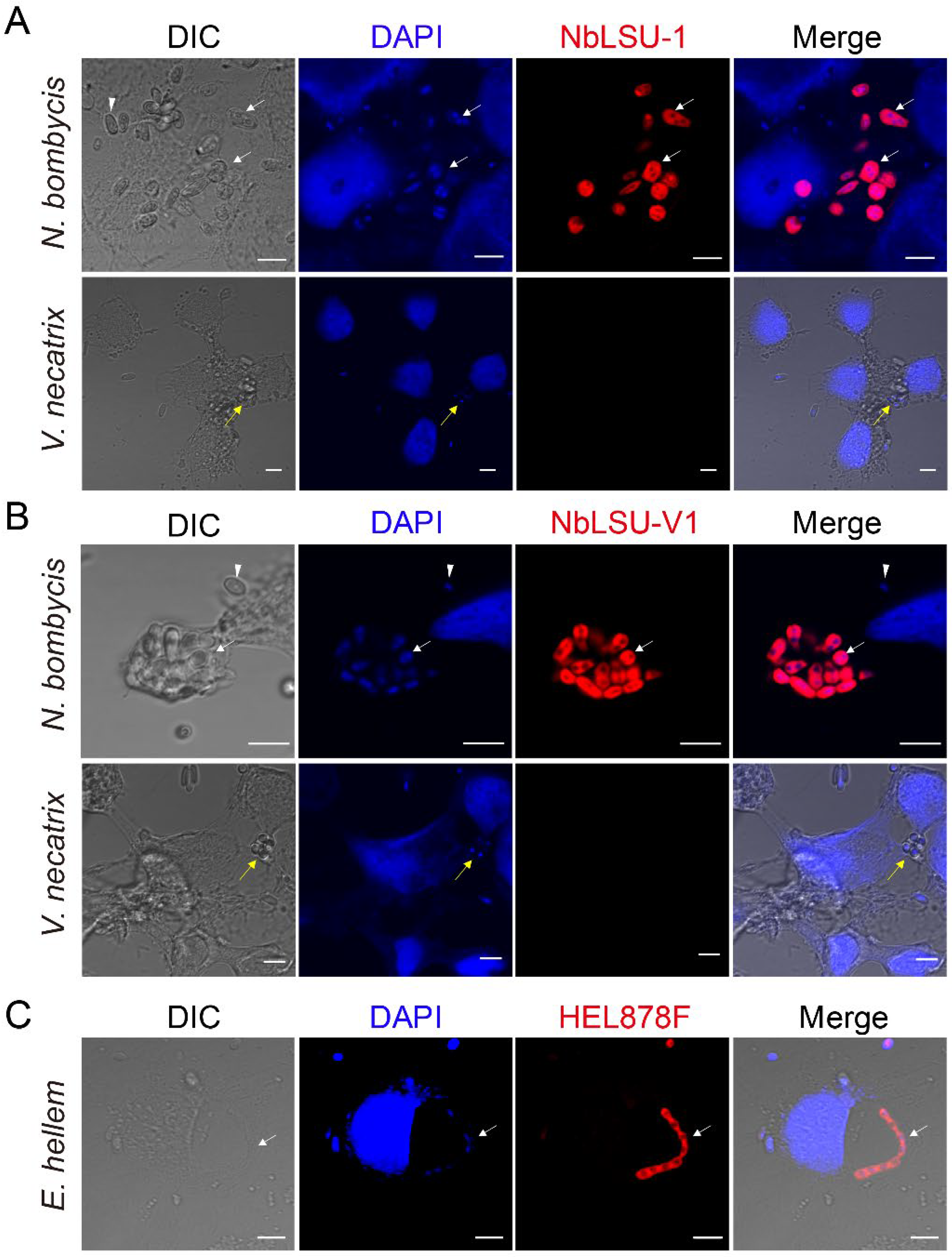 Pathogens 11 01352 g001