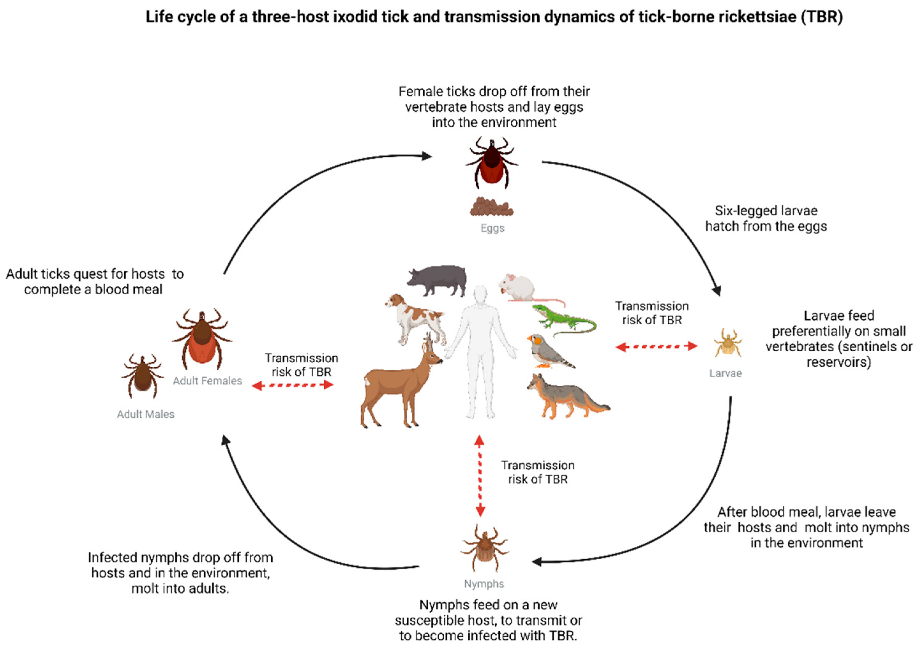 Pathogens | Free Full-Text | Tick-Borne Rickettsioses in the ...