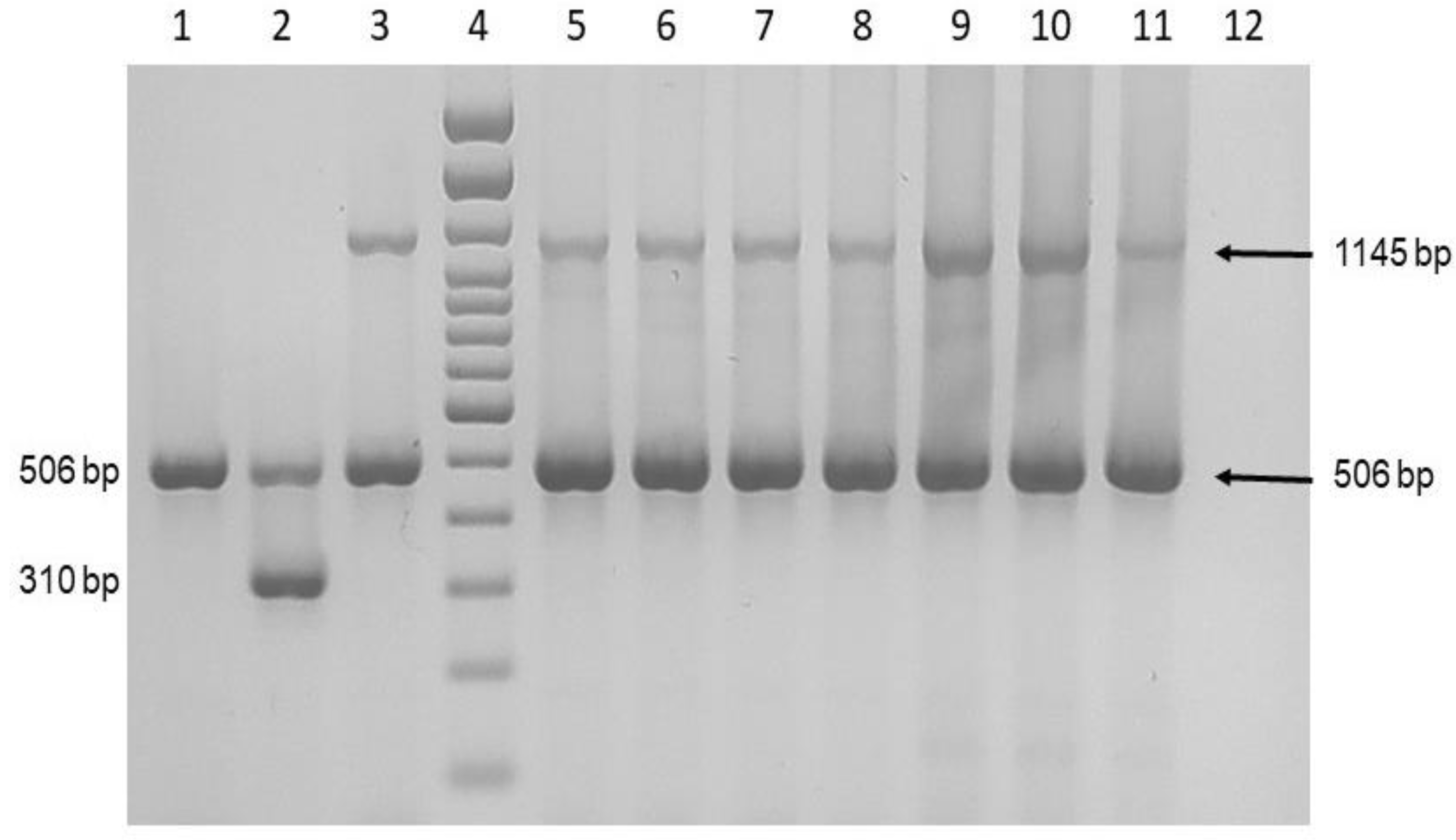 Pathogens 11 01399 g005 Pathogens 11 01399 g005