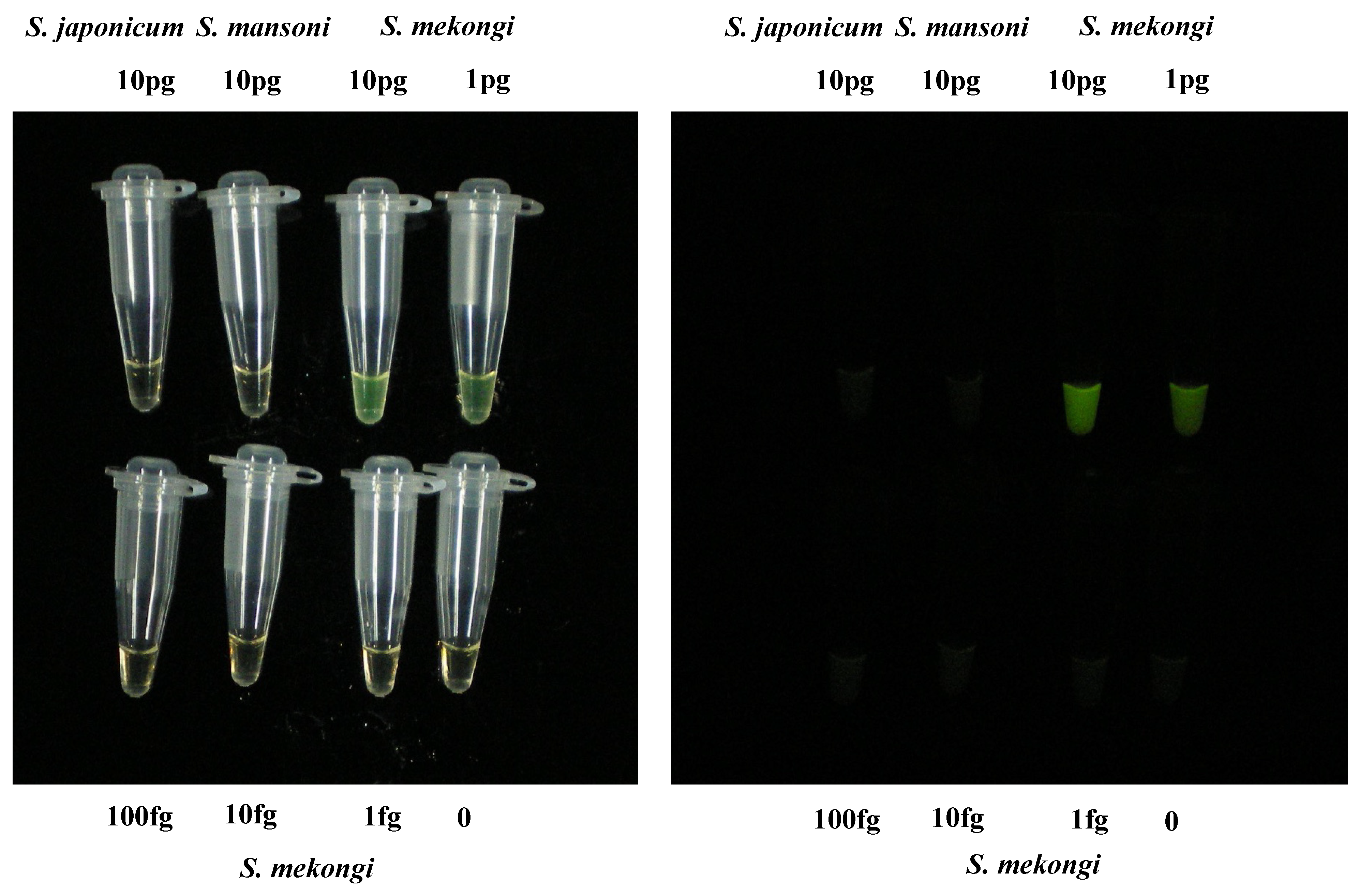 Pathogens 11 01413 g002 Pathogens 11 01413 g002