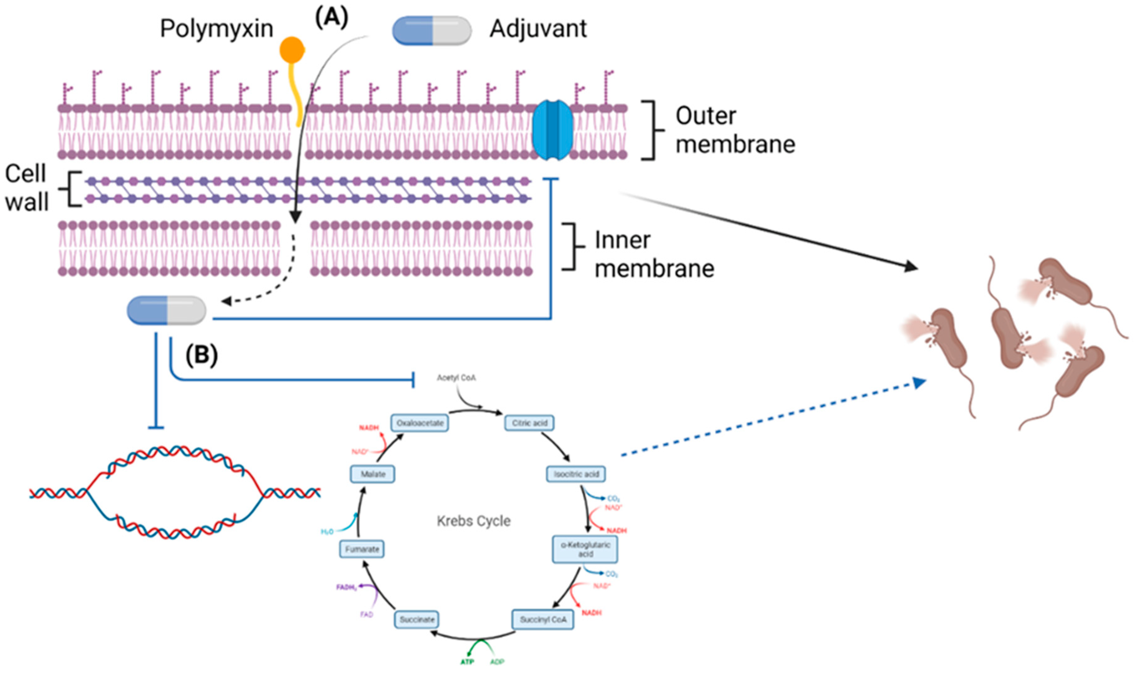 Pathogens 11 01420 g003 Pathogens 11 01420 g003