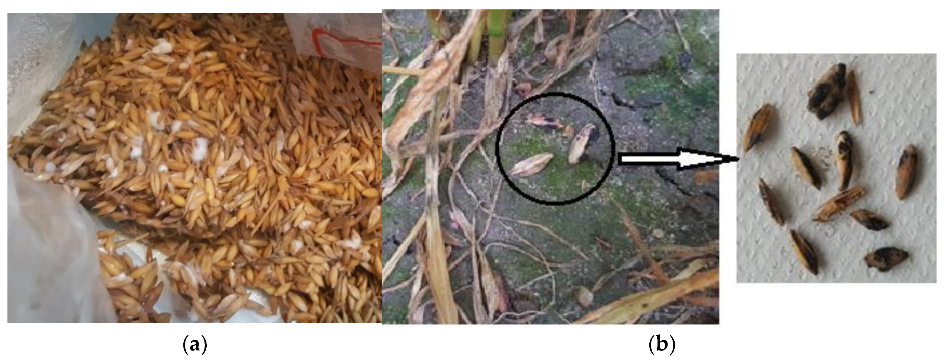 Pathogens 11 01427 g001 Pathogens 11 01427 g001