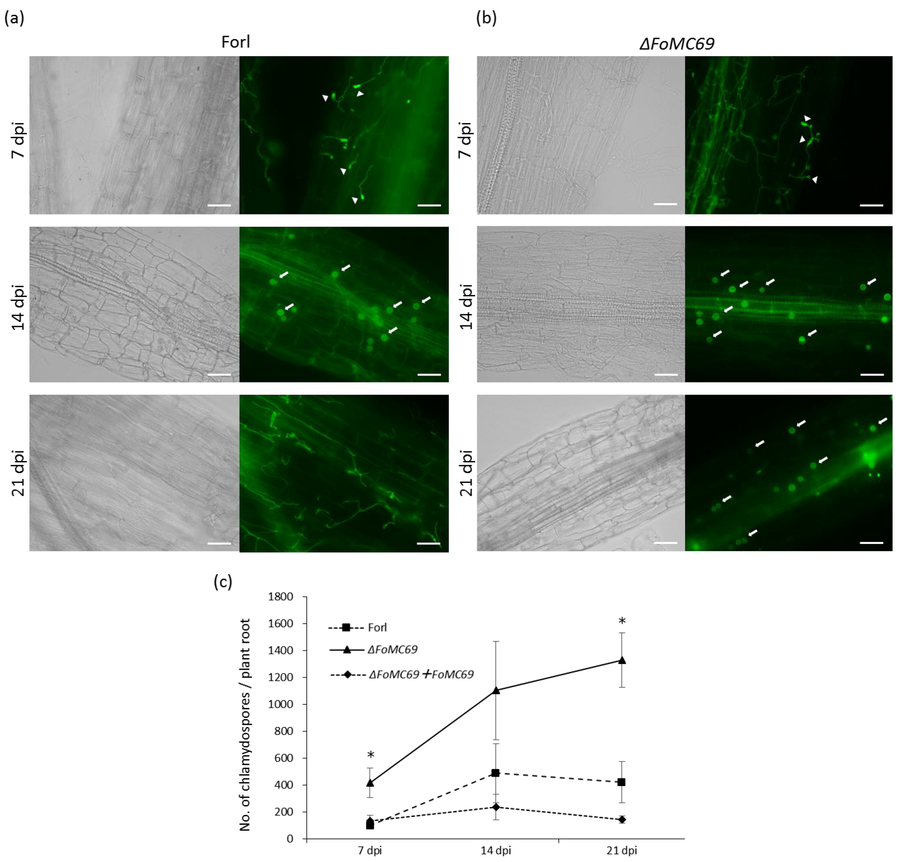 Pathogens 11 01433 g005 Pathogens 11 01433 g005