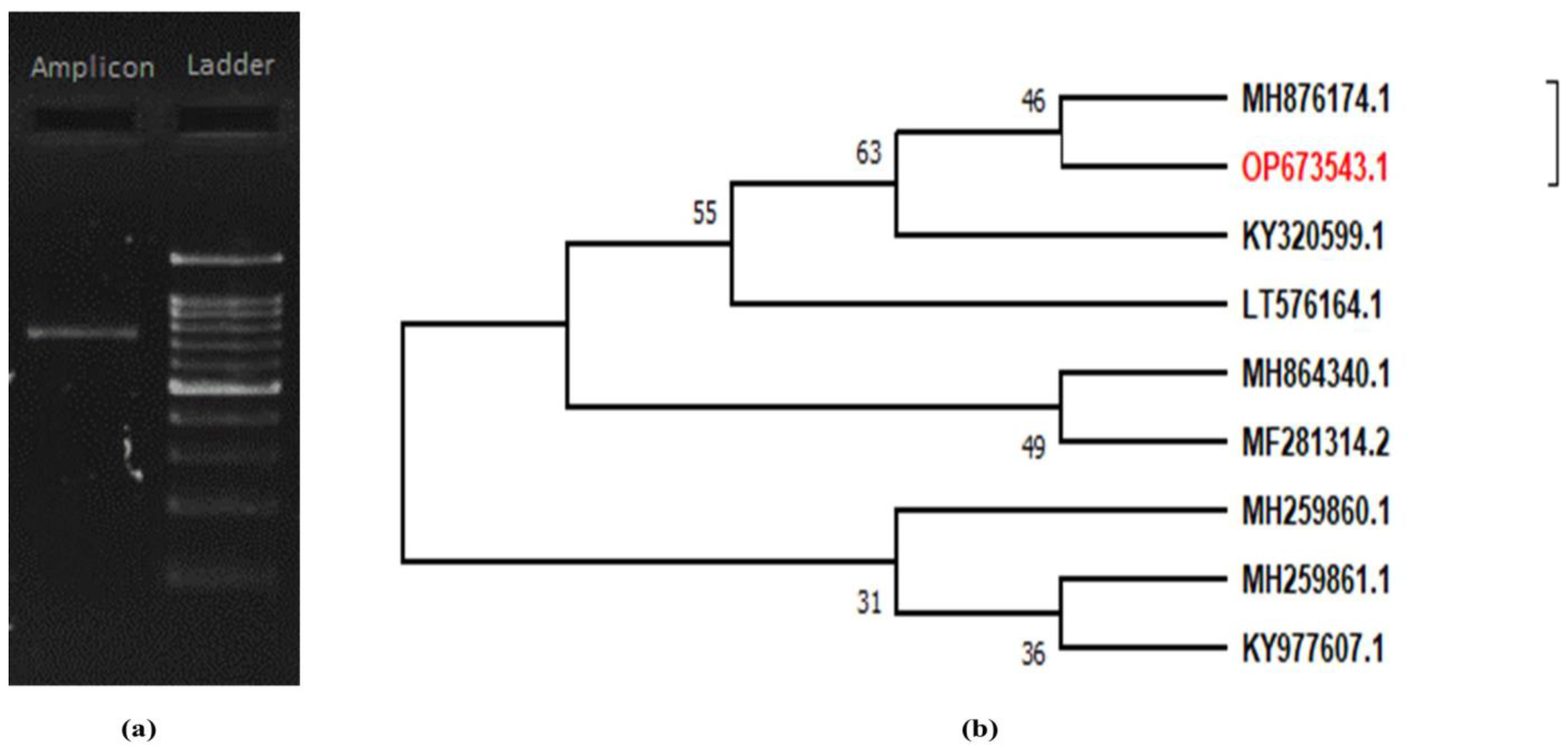 Pathogens 11 01447 g002 Pathogens 11 01447 g002