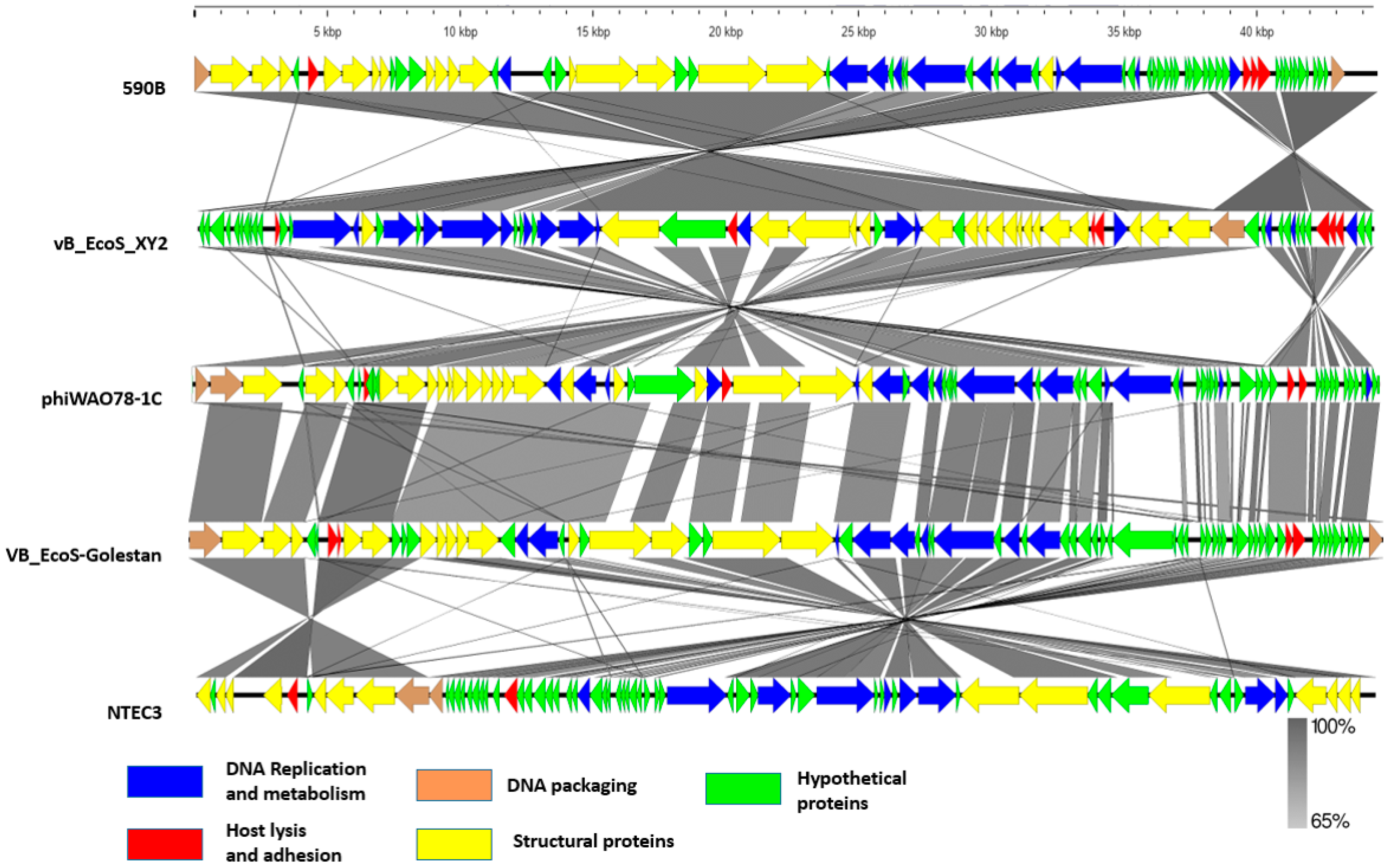Pathogens 11 01448 g008 Pathogens 11 01448 g008