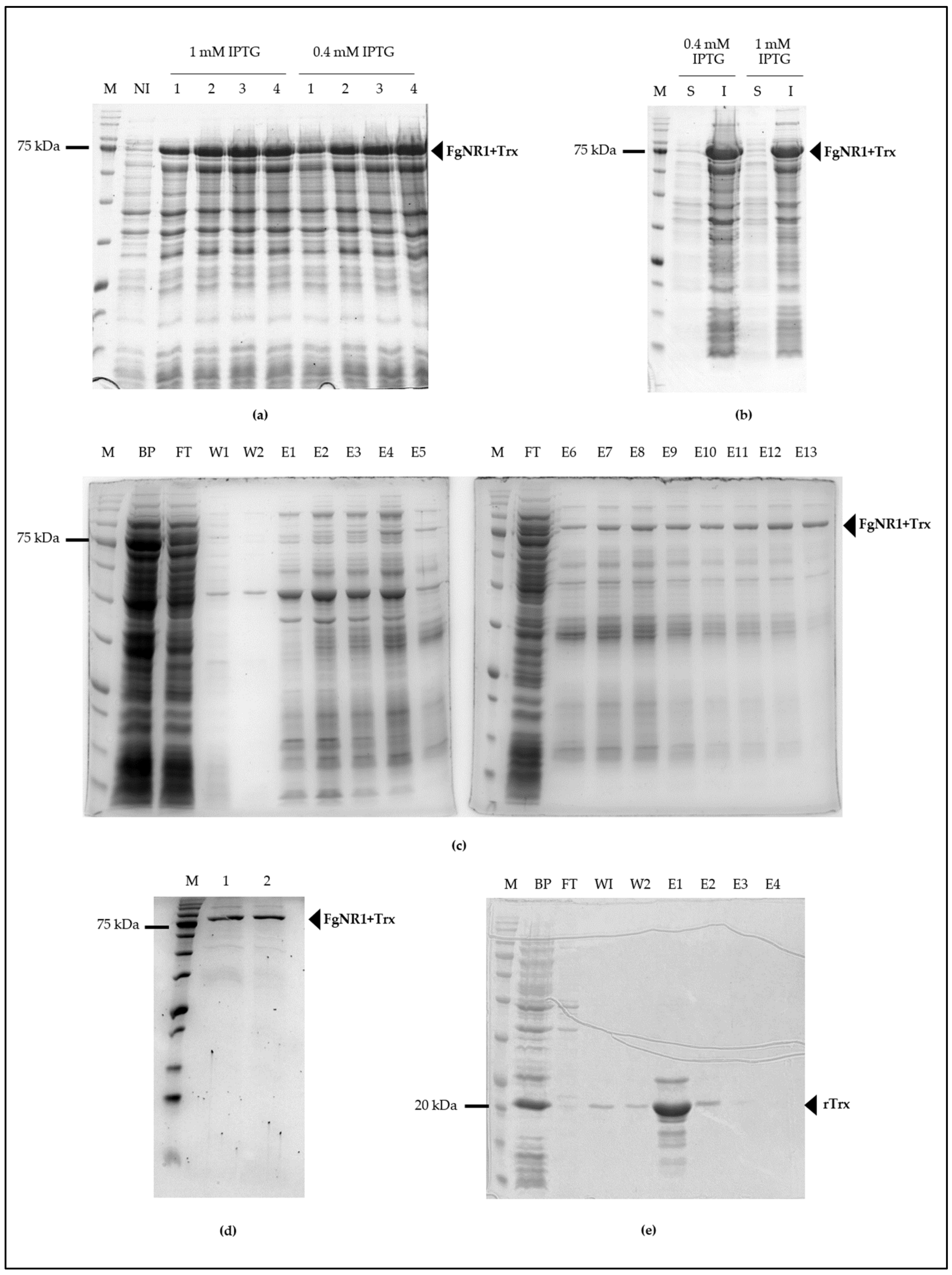 Pathogens 11 01458 g005