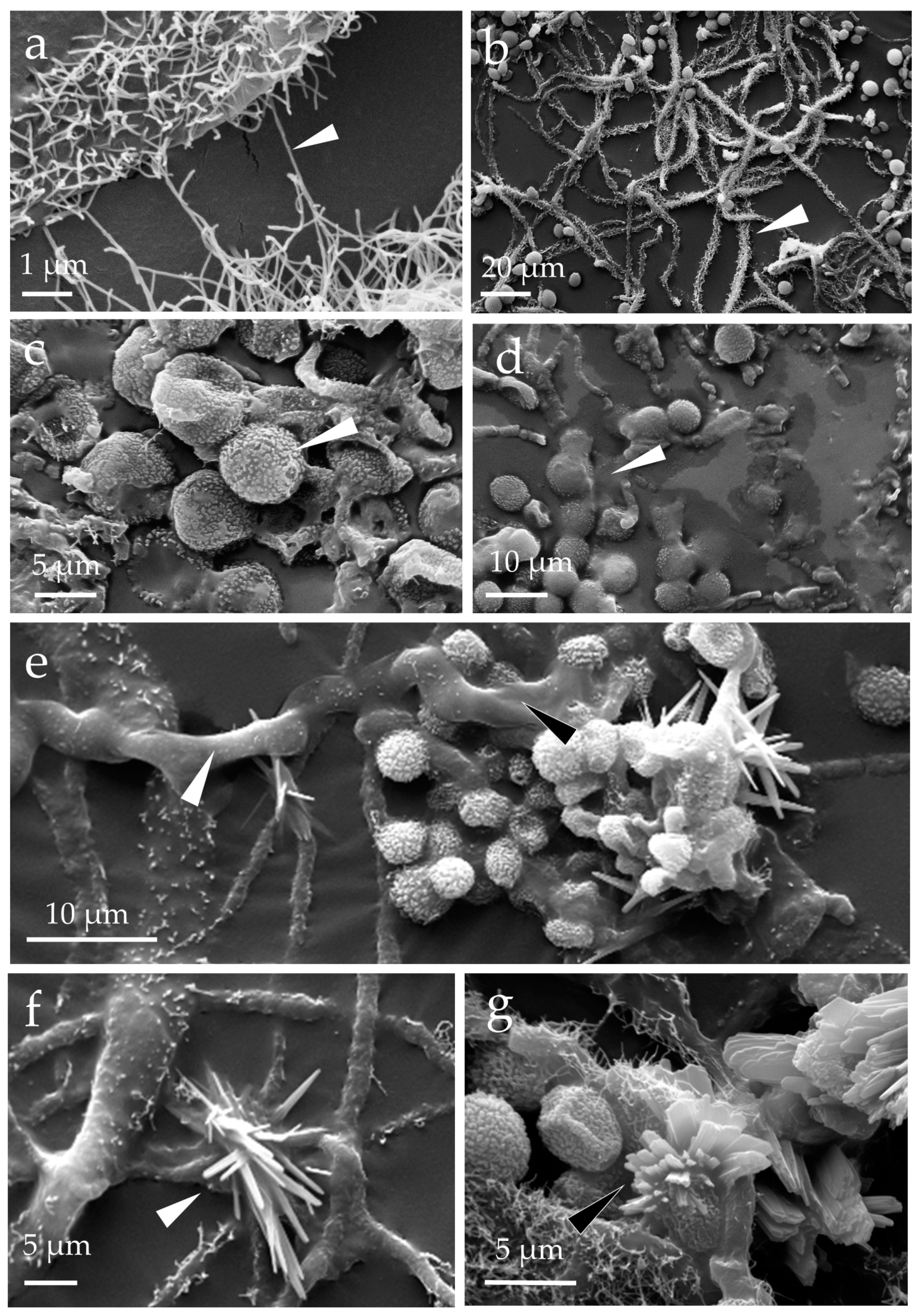 Pathogens 11 01462 g002 Pathogens 11 01462 g002