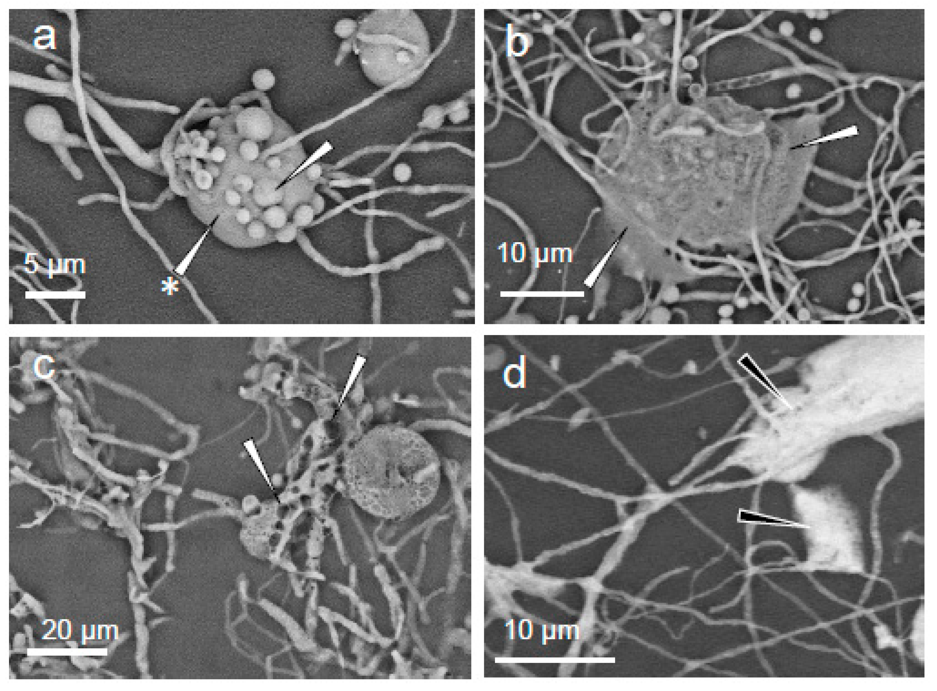 Pathogens 11 01462 g004 Pathogens 11 01462 g004