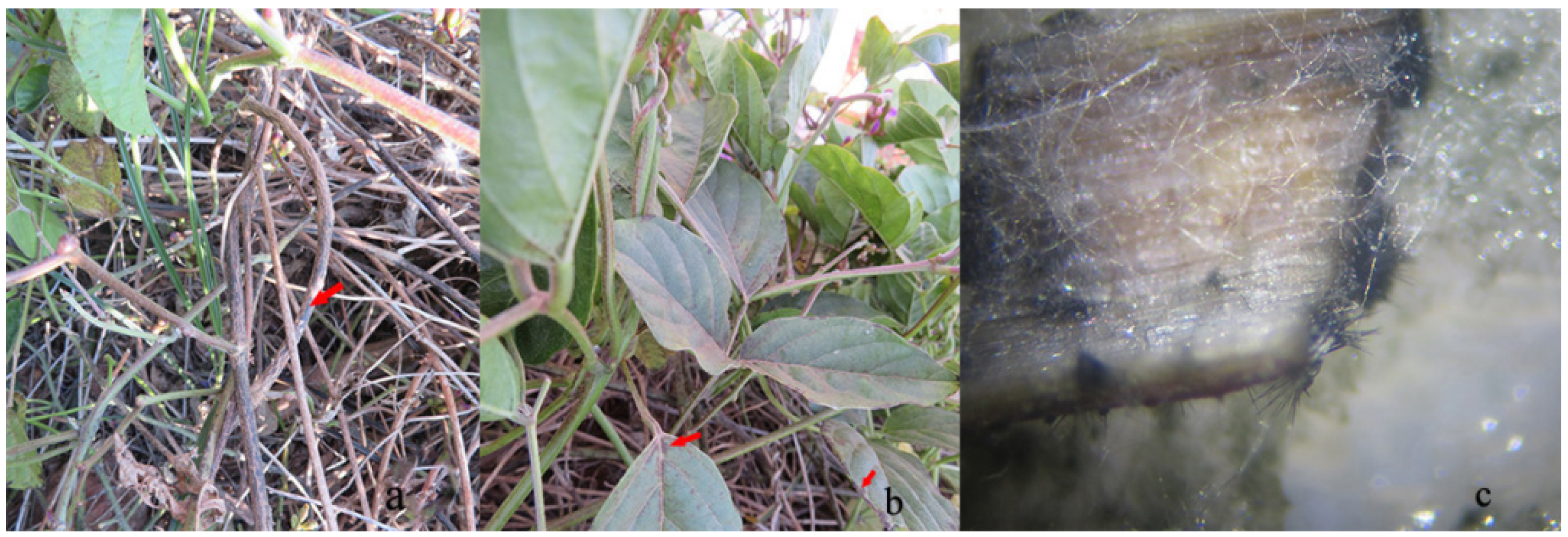 Pathogens 11 01463 g001 Pathogens 11 01463 g001