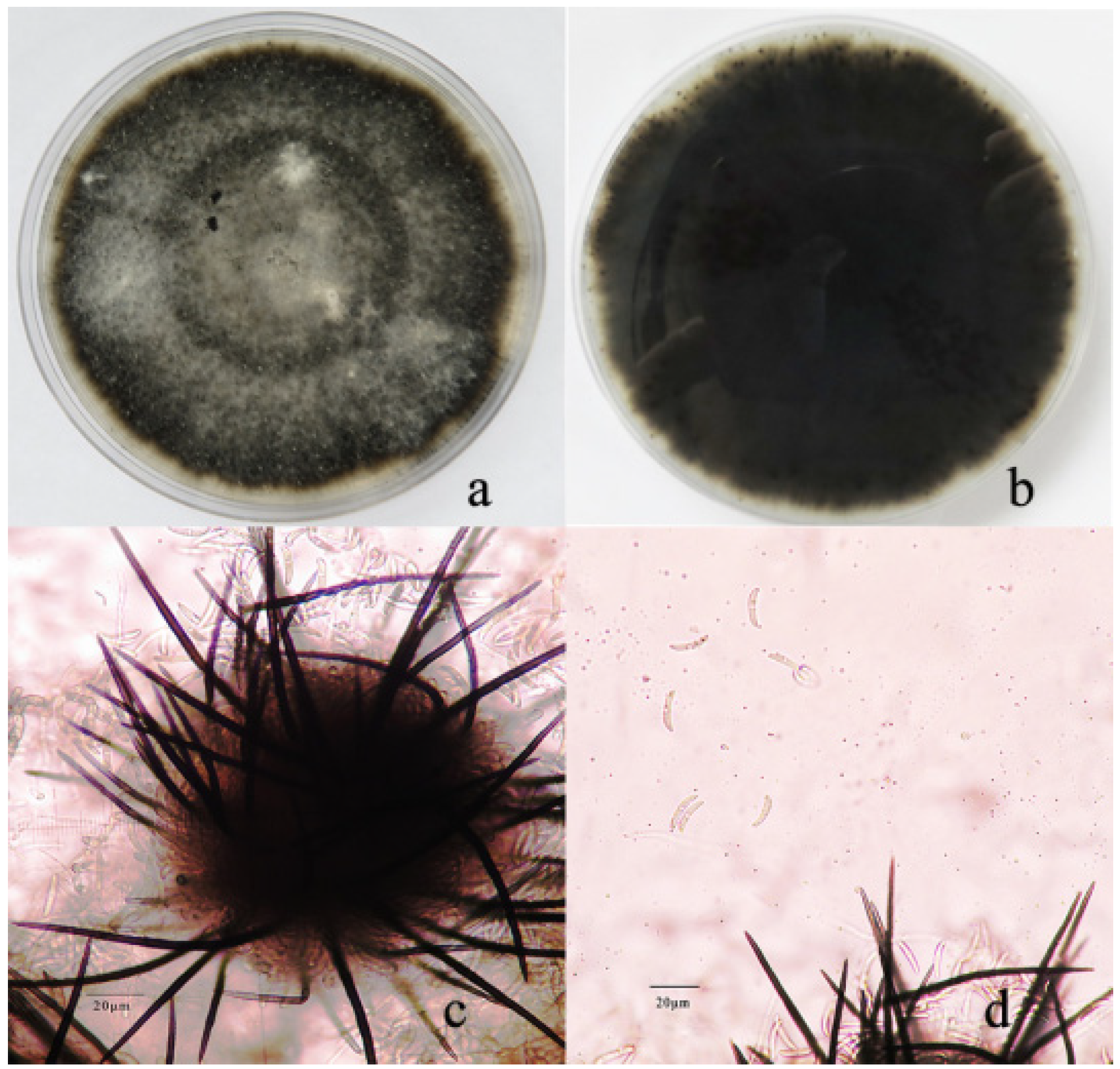 Pathogens 11 01463 g002 Pathogens 11 01463 g002