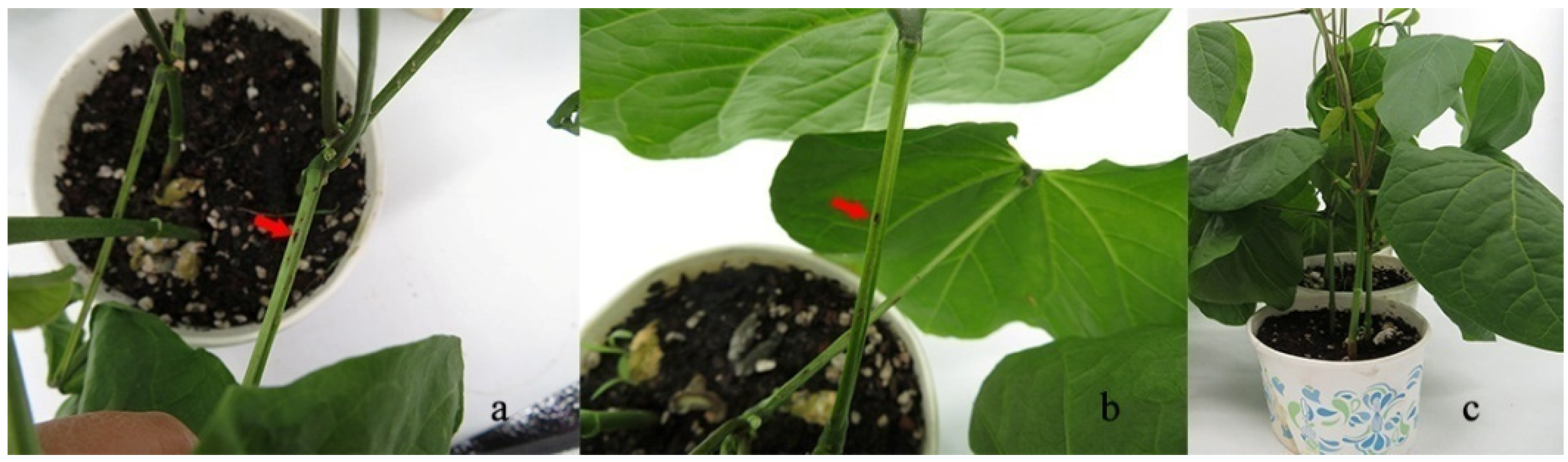 Pathogens 11 01463 g004 Pathogens 11 01463 g004