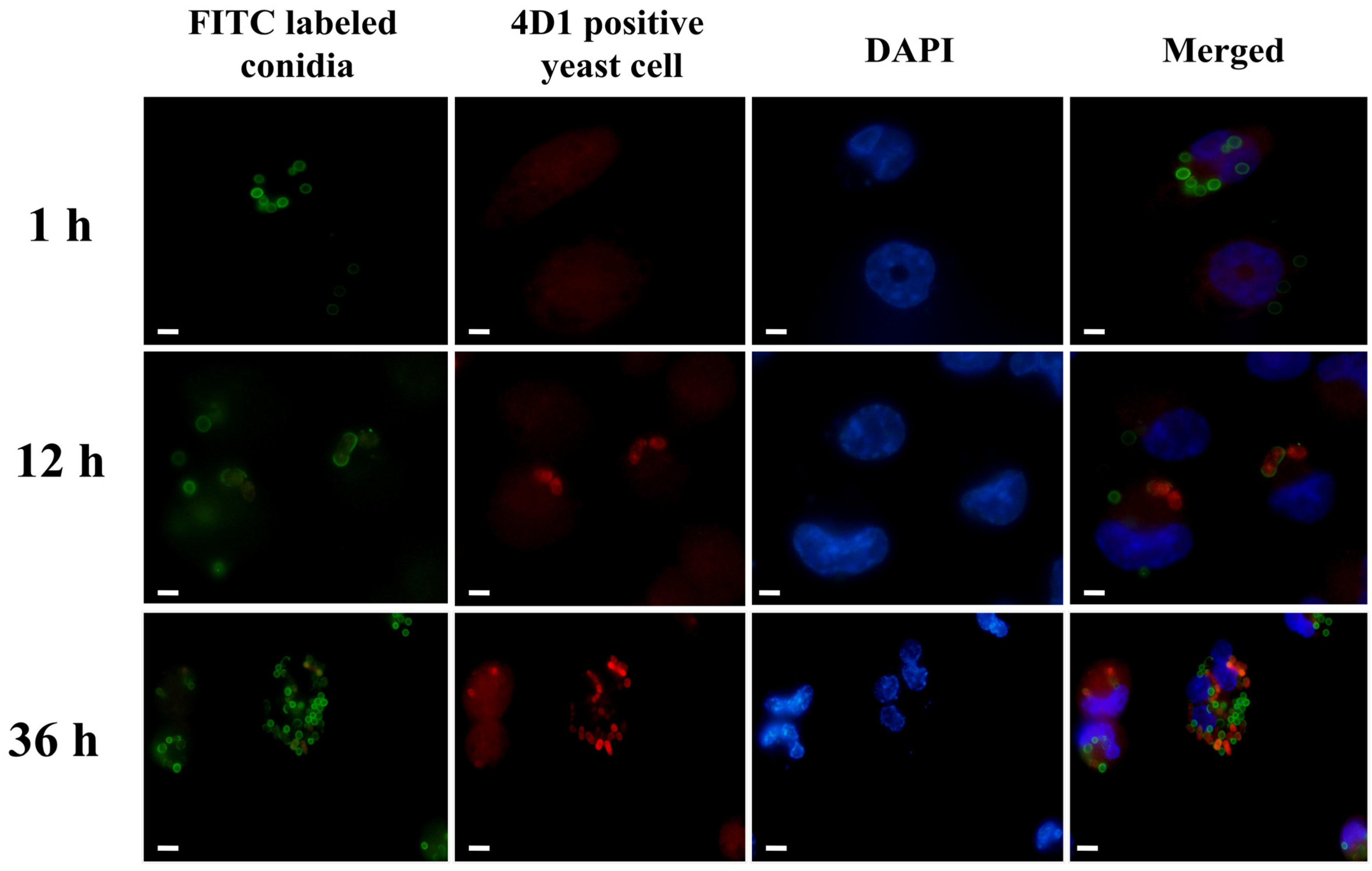 Pathogens 11 01465 g001 Pathogens 11 01465 g001