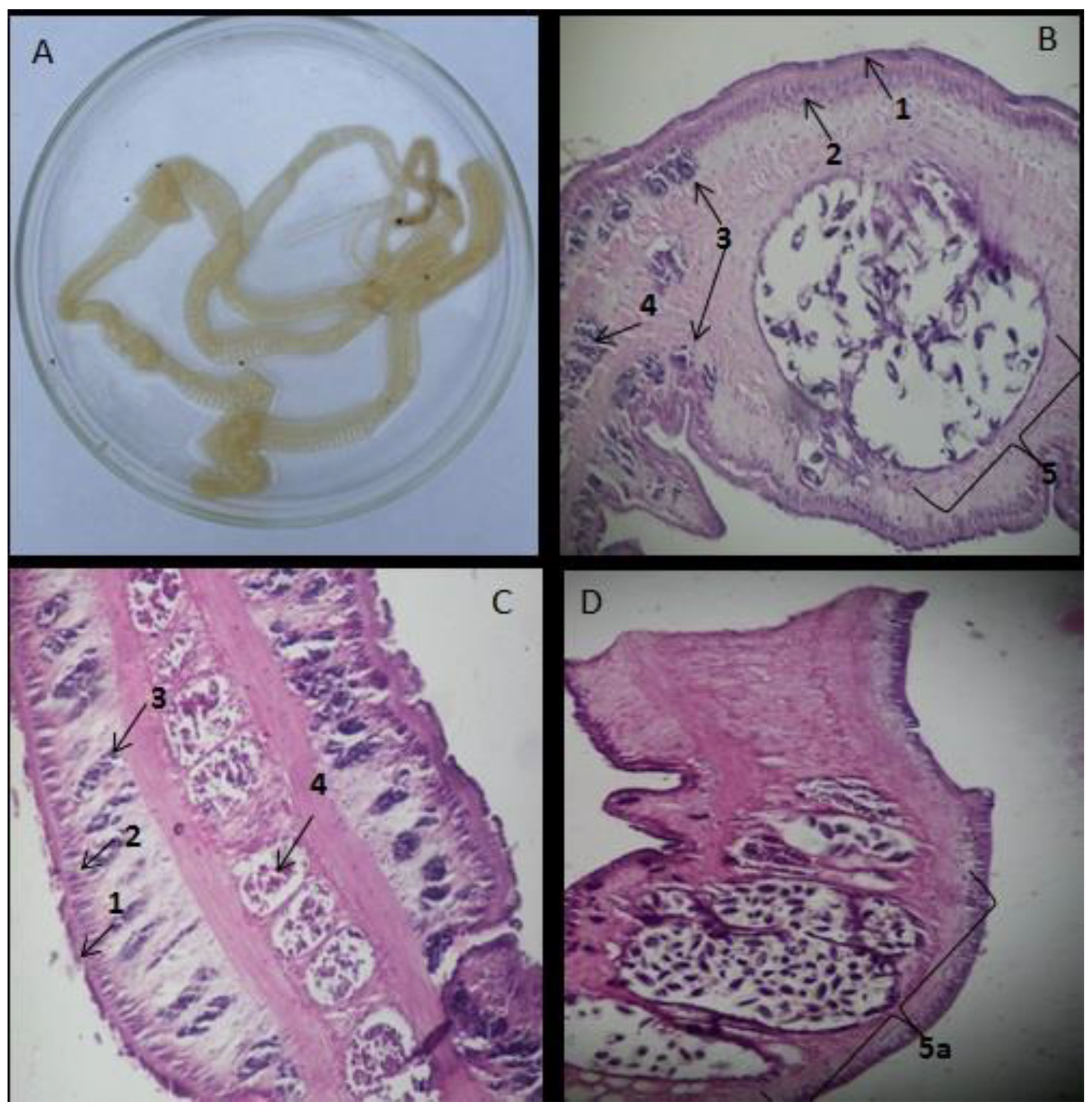 Pathogens 11 01468 g003