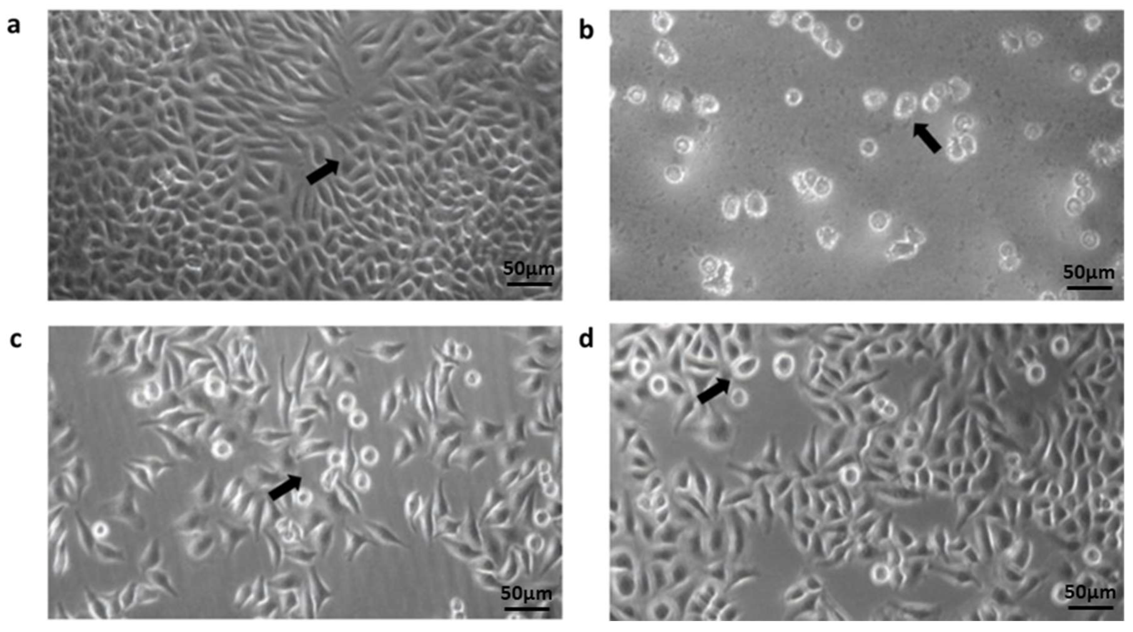 Pathogens 11 01474 g002