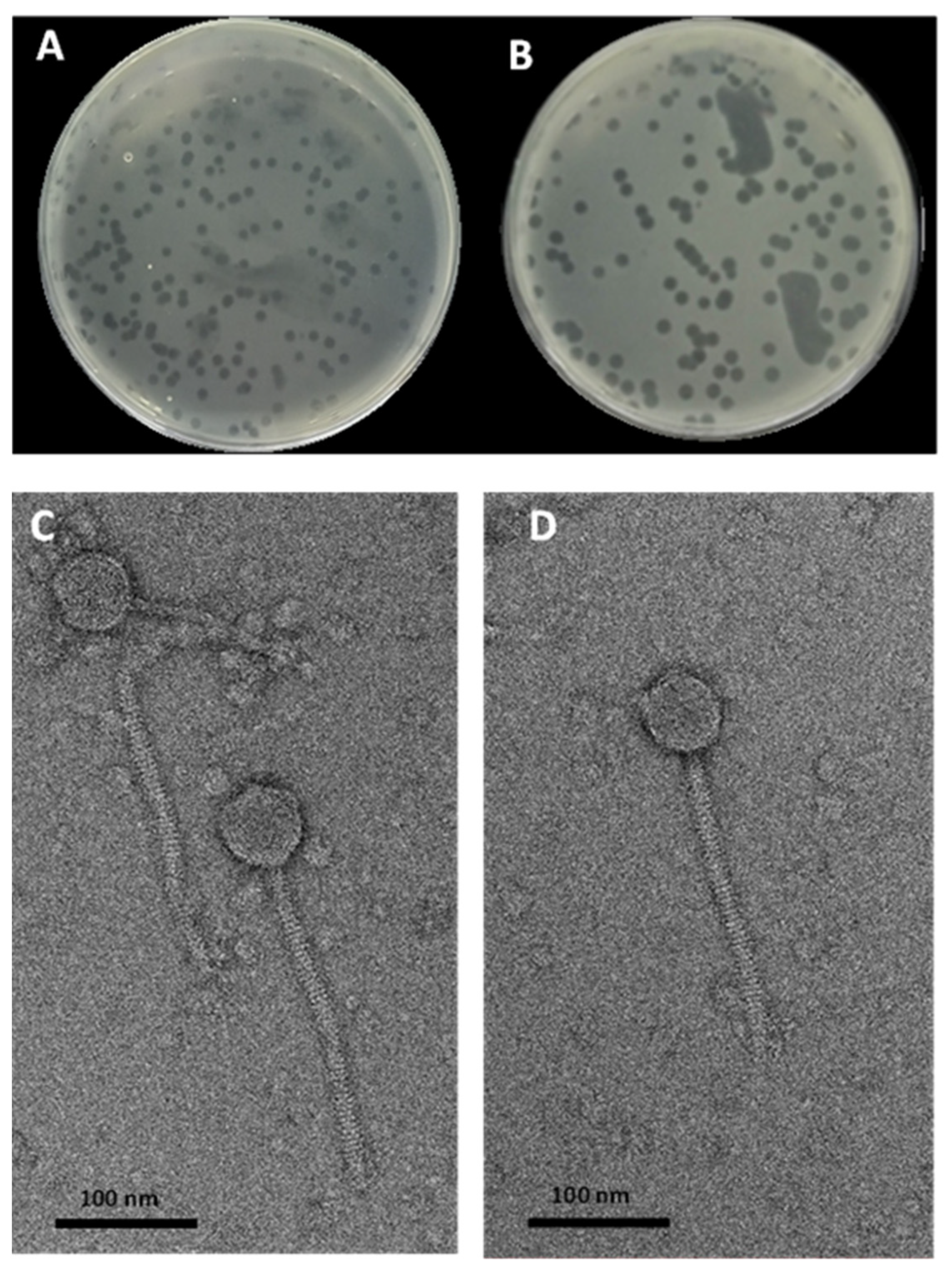 Pathogens 11 01480 g001