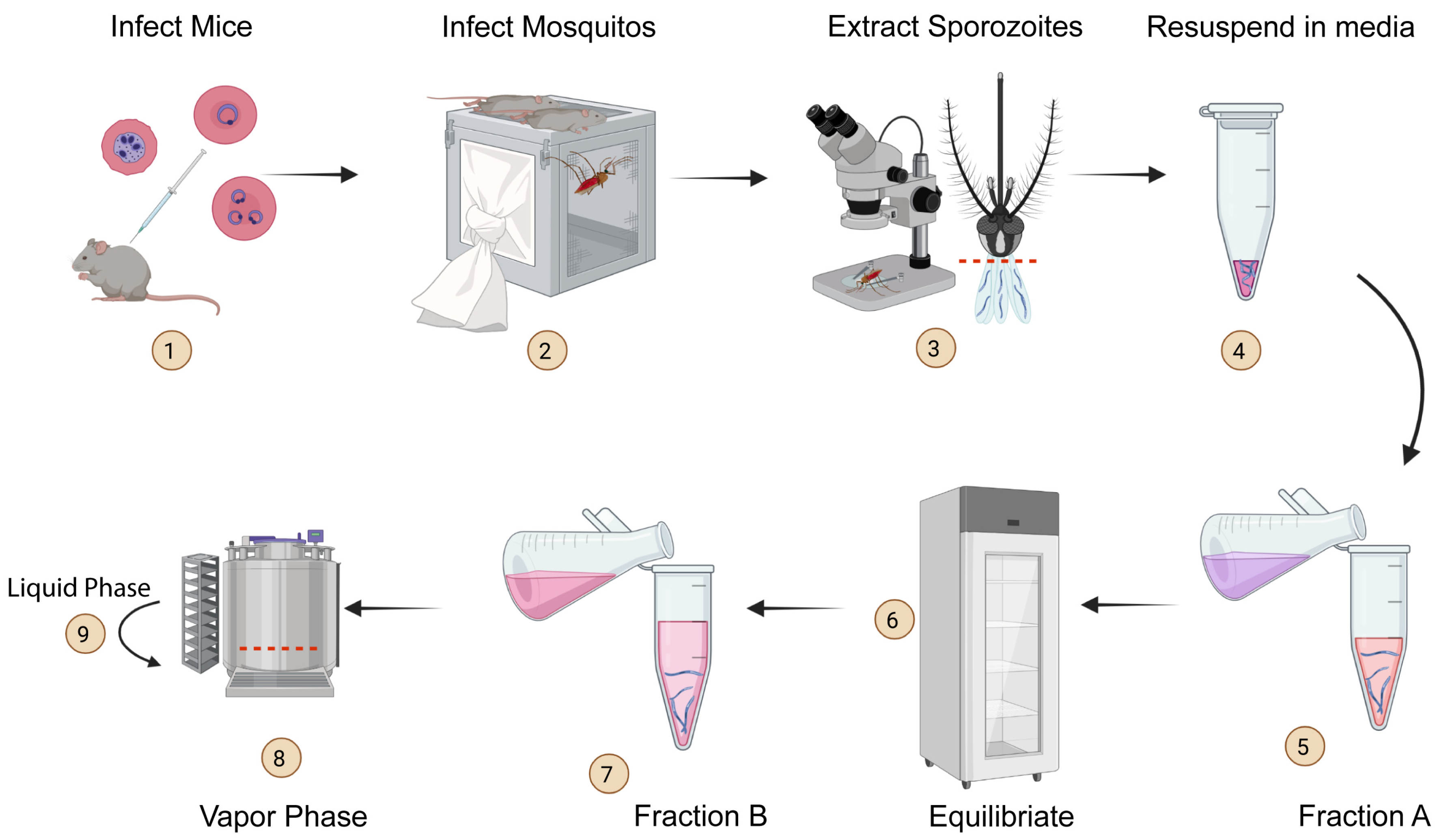 Pathogens 11 01487 g001