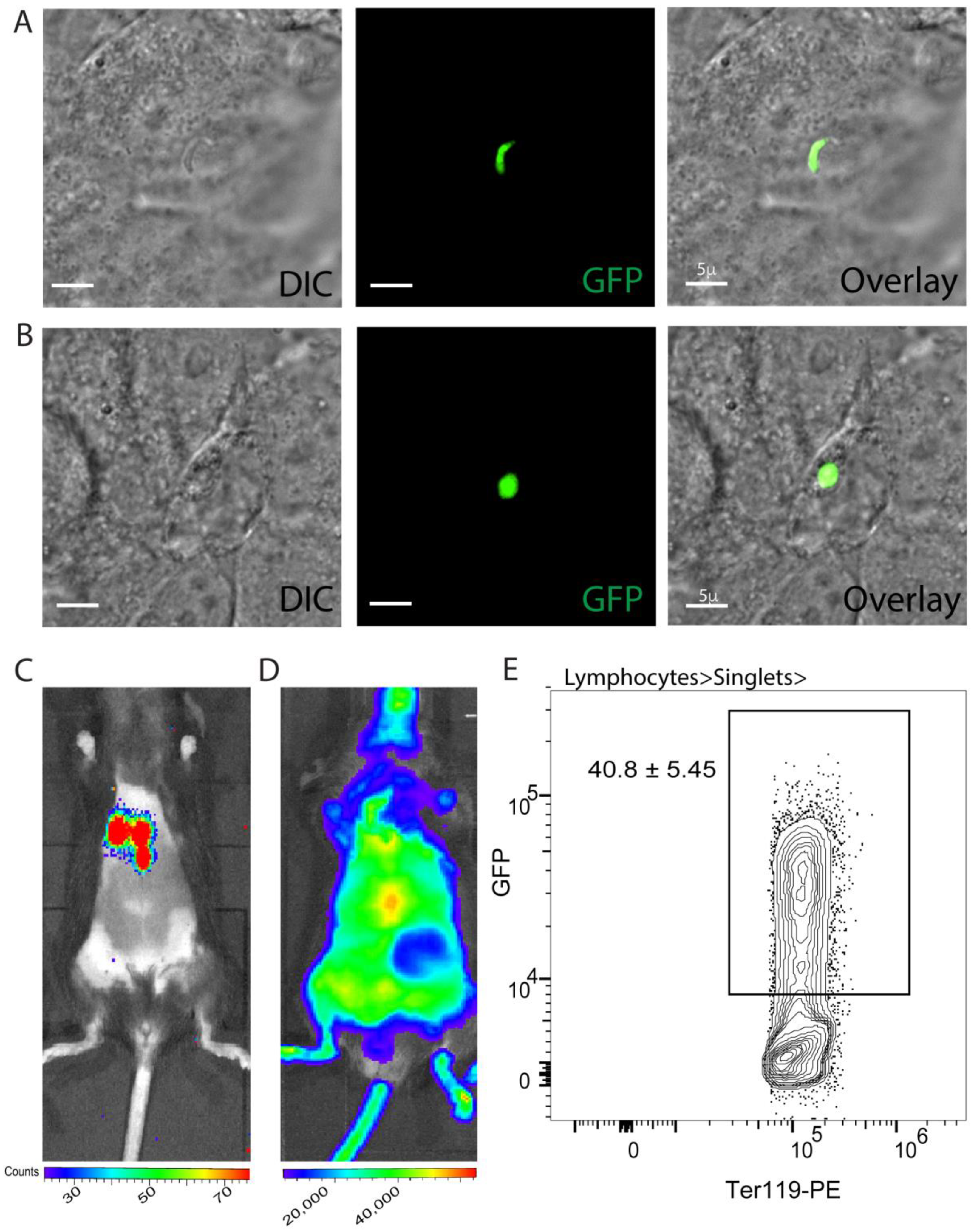 Pathogens 11 01487 g003