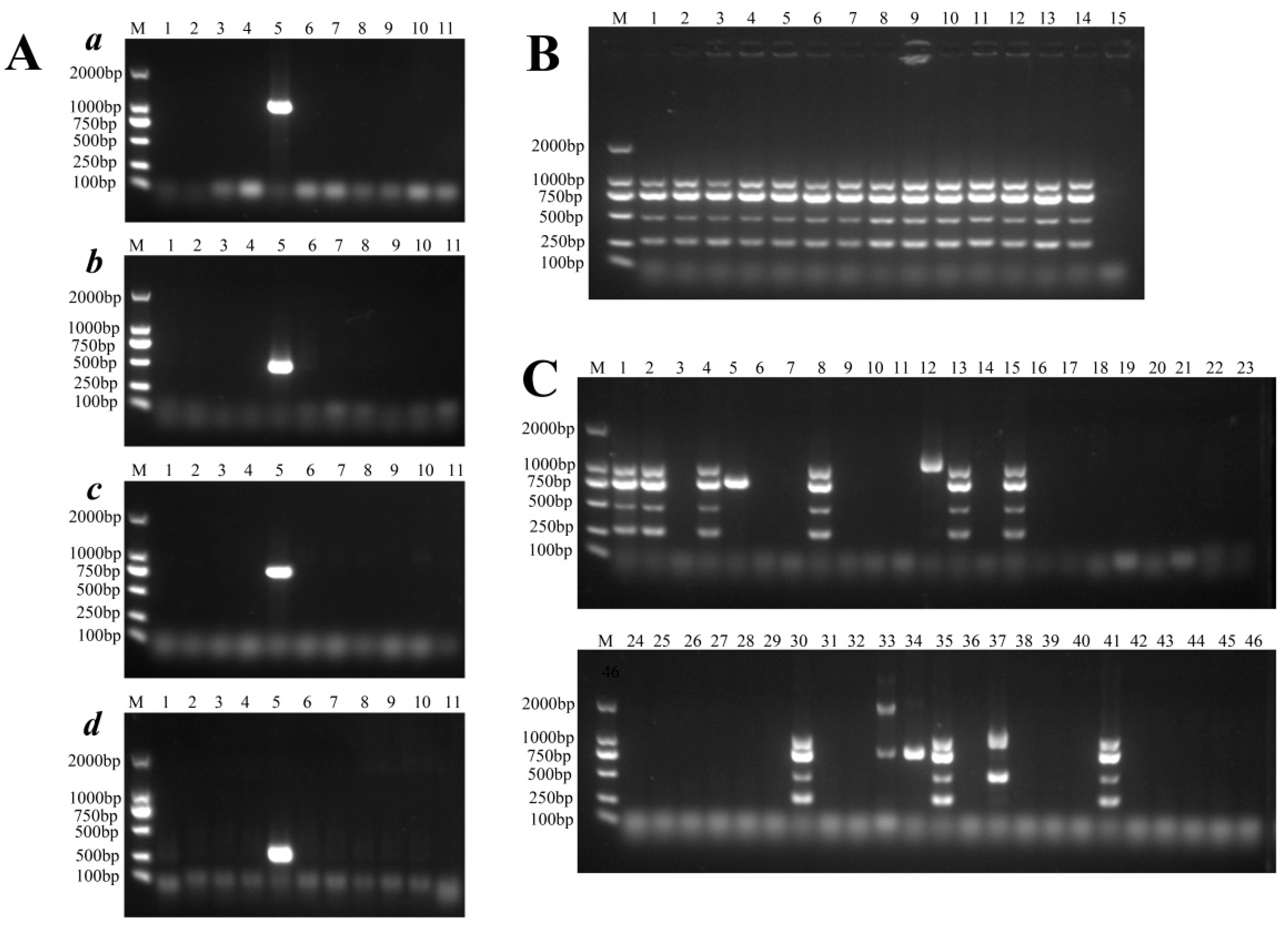 Pathogens 11 01489 g008 Pathogens 11 01489 g008