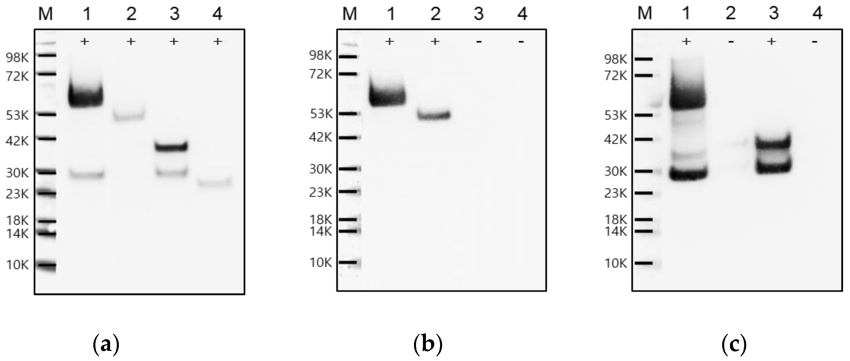 Pathogens 11 01493 g002 Pathogens 11 01493 g002