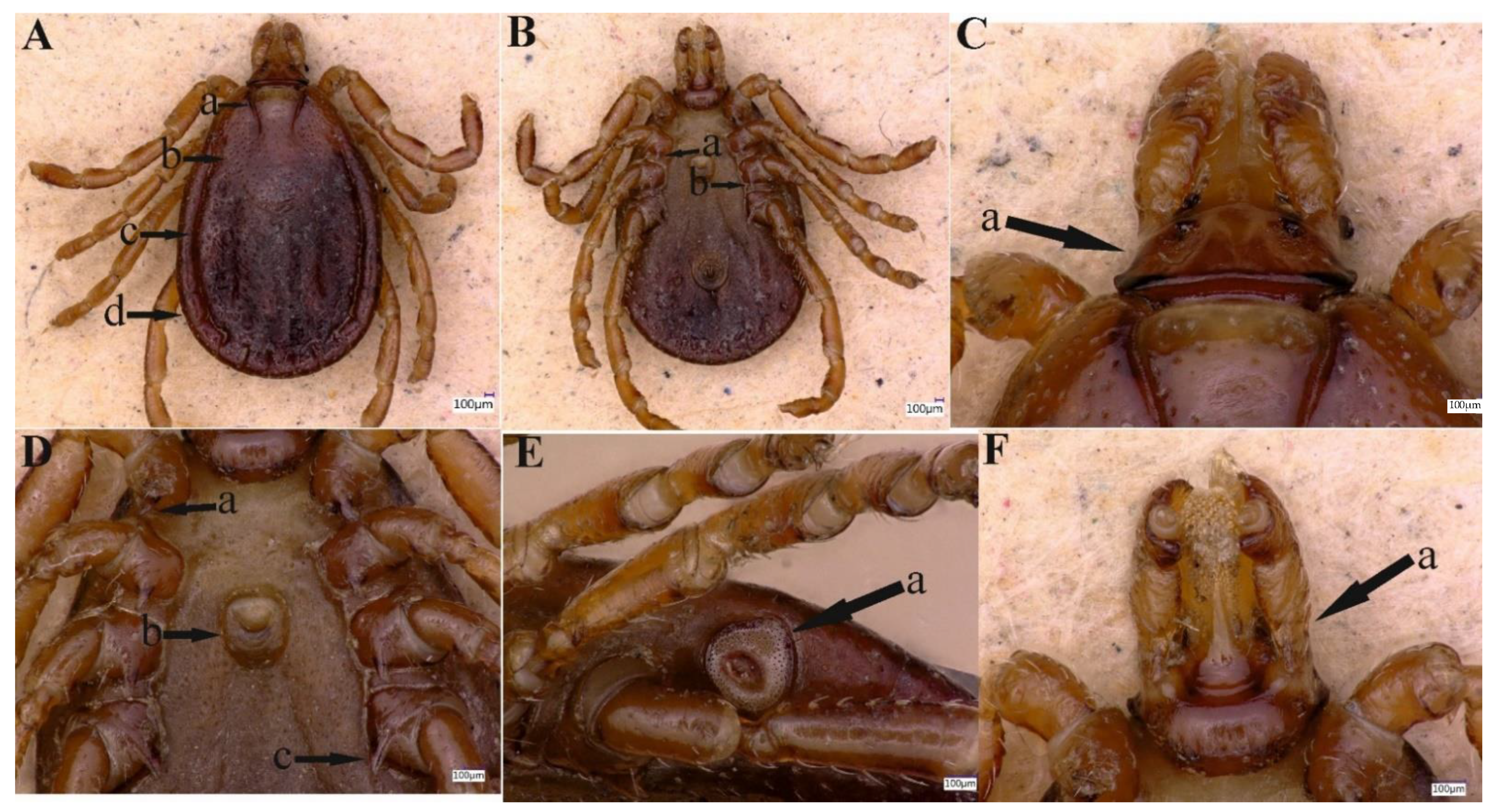 Pathogens 11 01495 g003