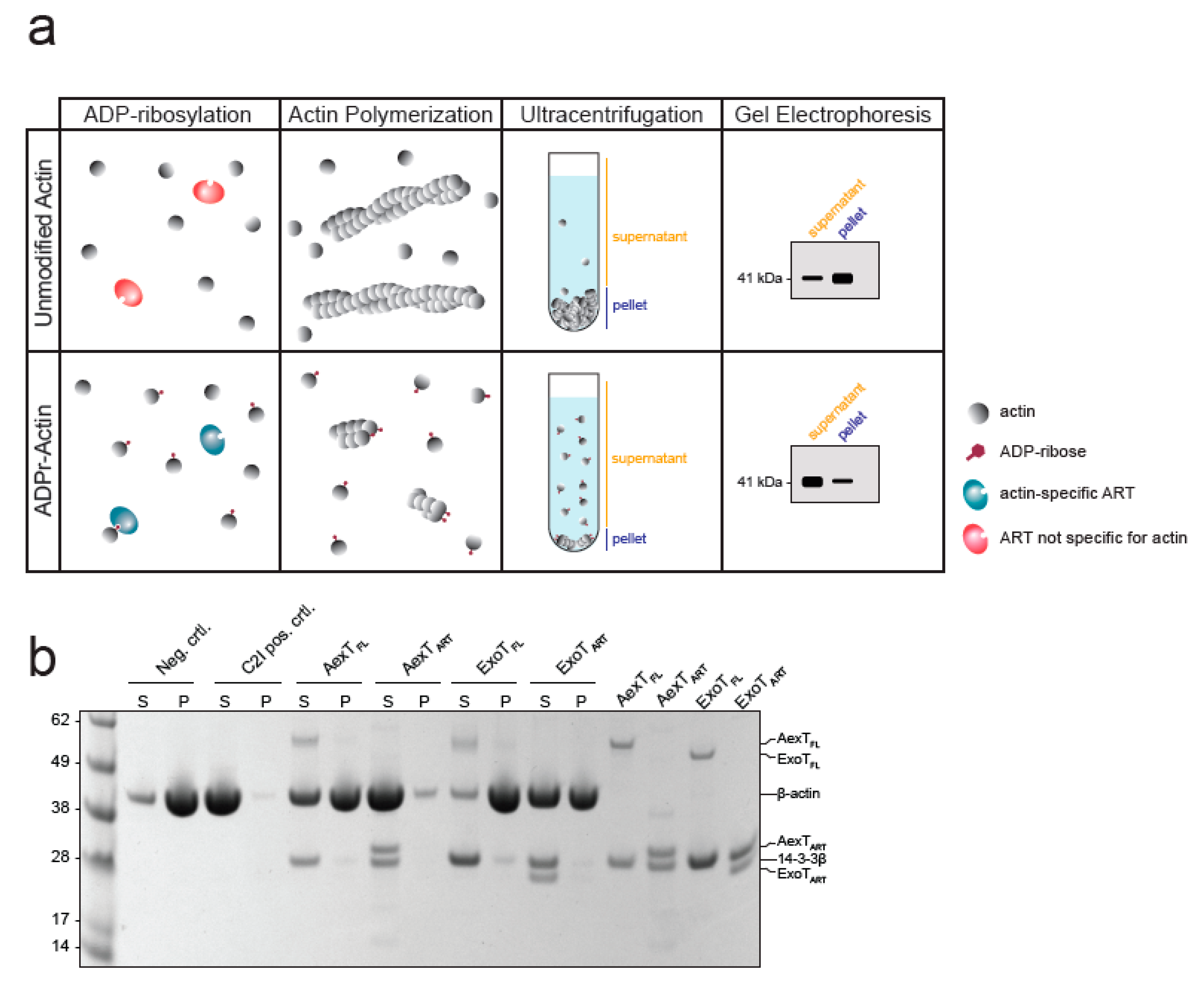 Pathogens 11 01497 g007 Pathogens 11 01497 g007