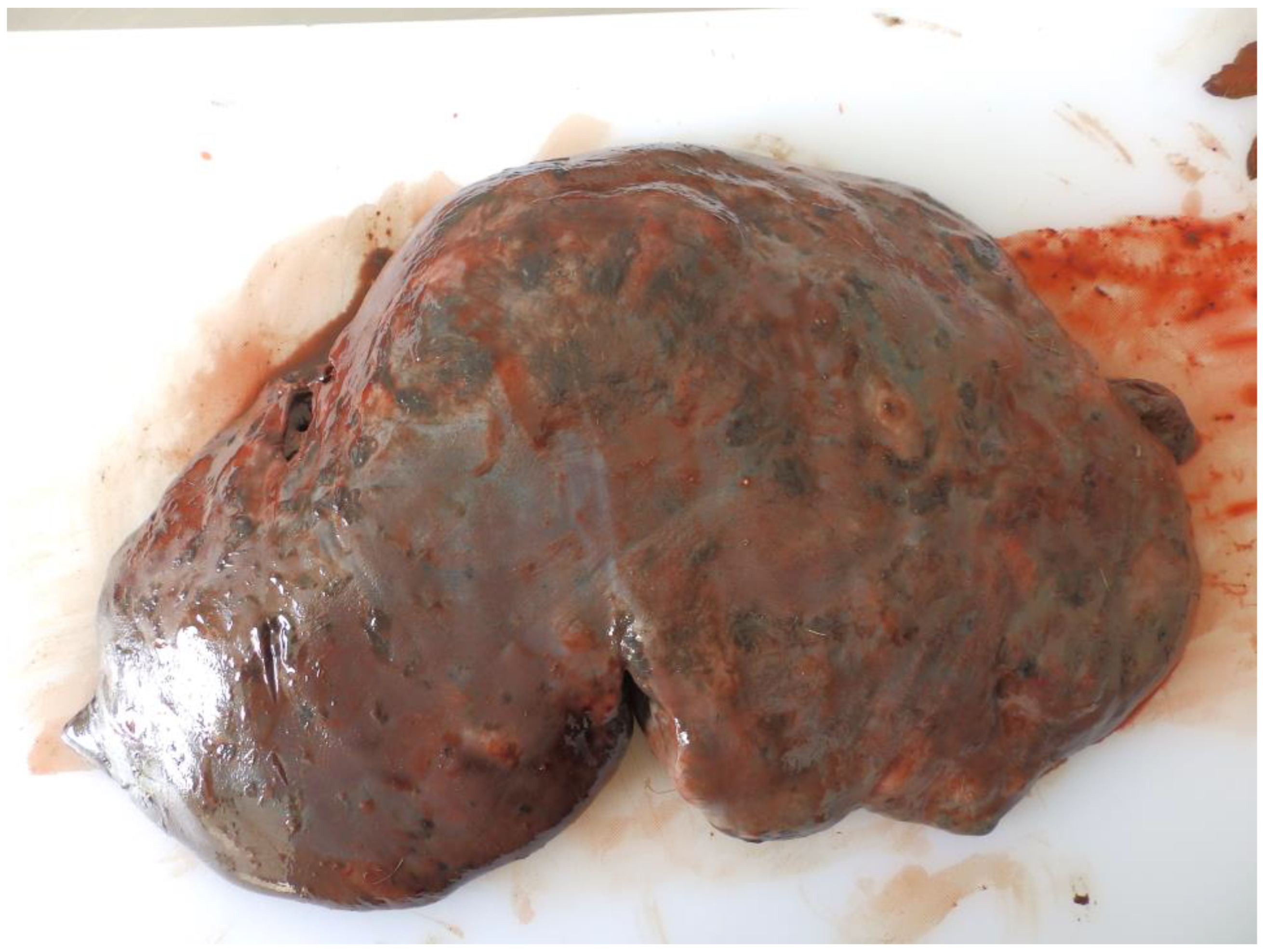 Pathogens 11 01503 g001