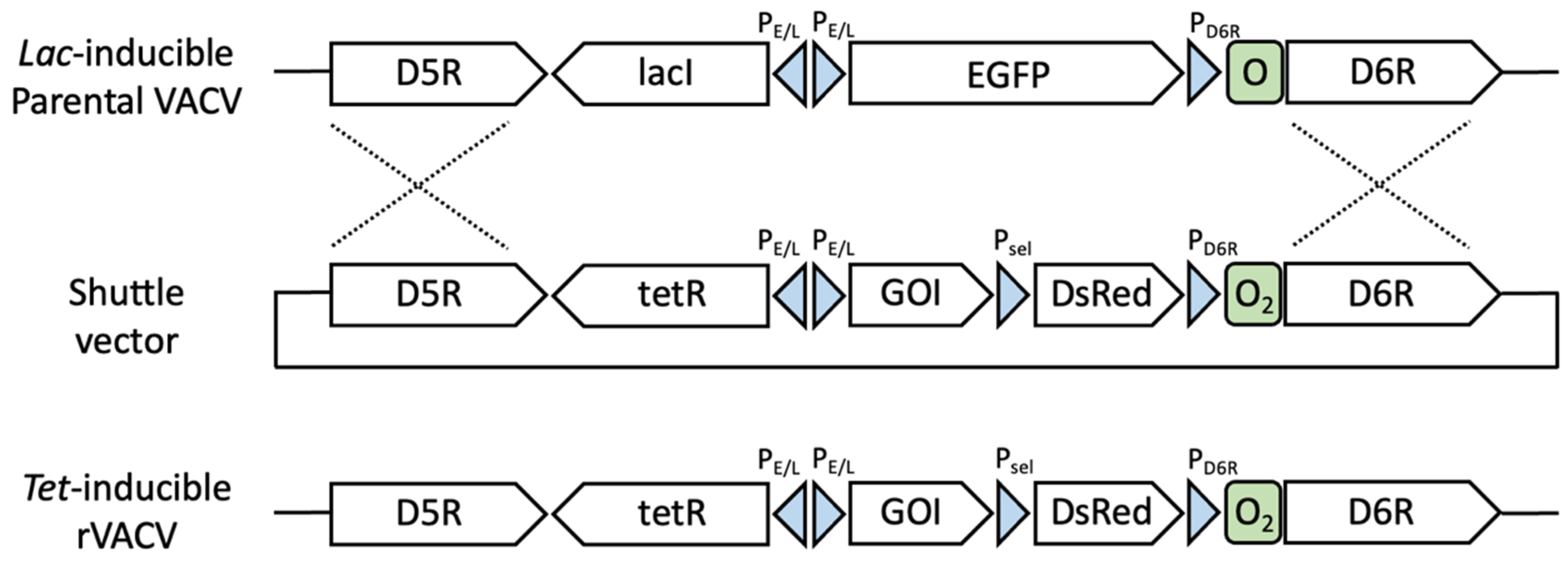 Pathogens 11 01505 g001 Pathogens 11 01505 g001