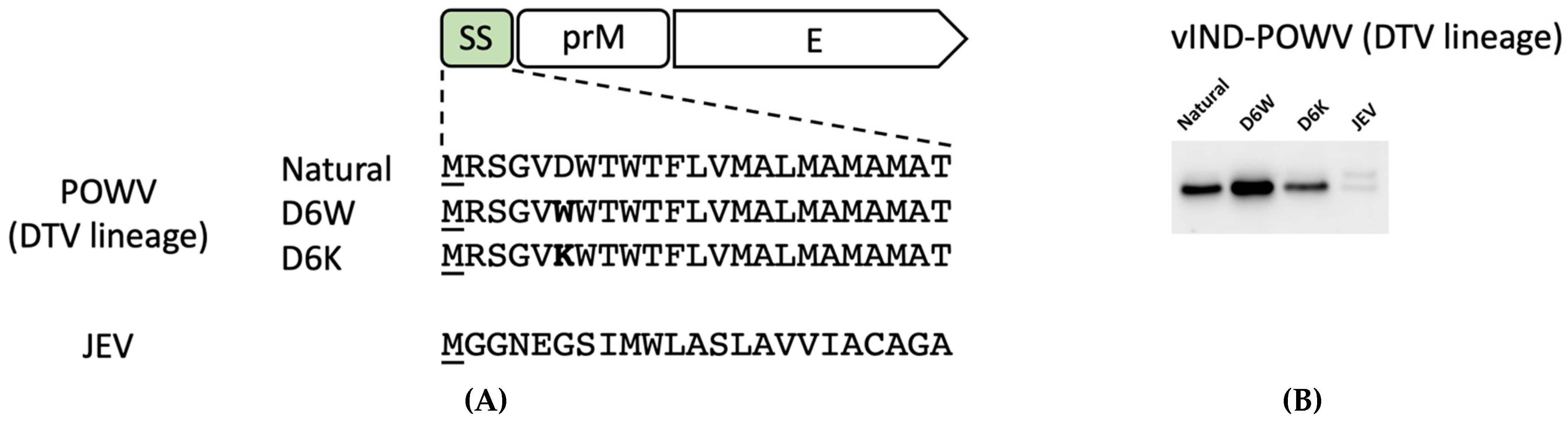 Pathogens 11 01505 g004 Pathogens 11 01505 g004