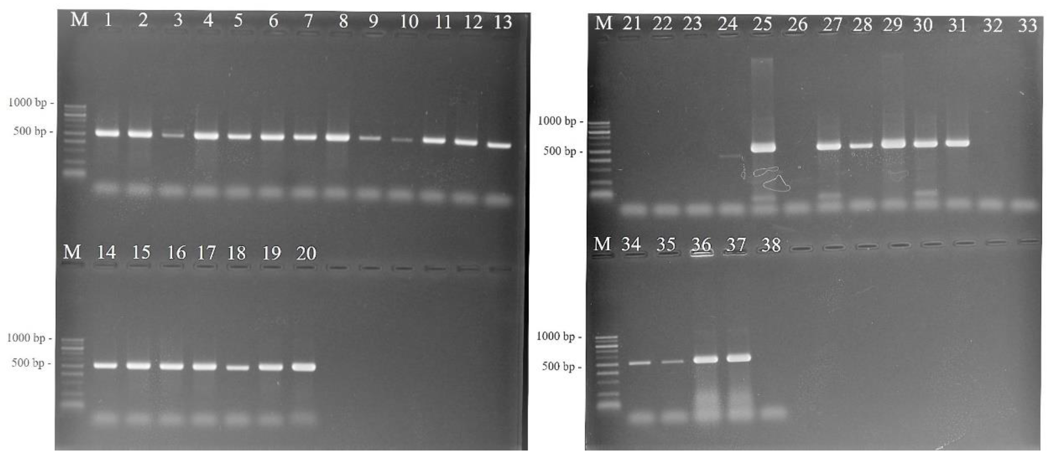 Pathogens 11 01507 g002