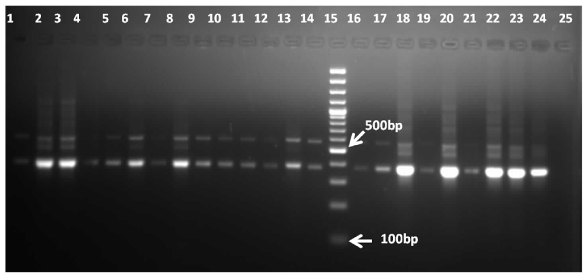 Pathogens 11 01509 g001
