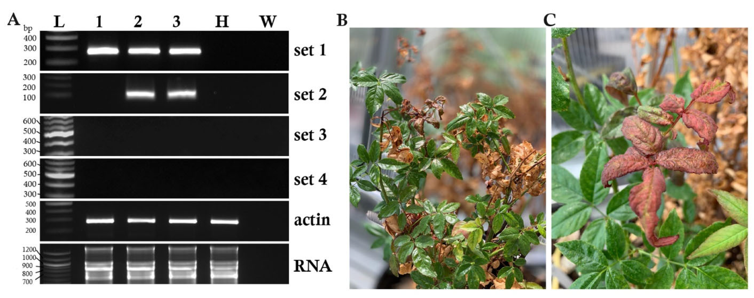 Pathogens 11 01514 g001 Pathogens 11 01514 g001