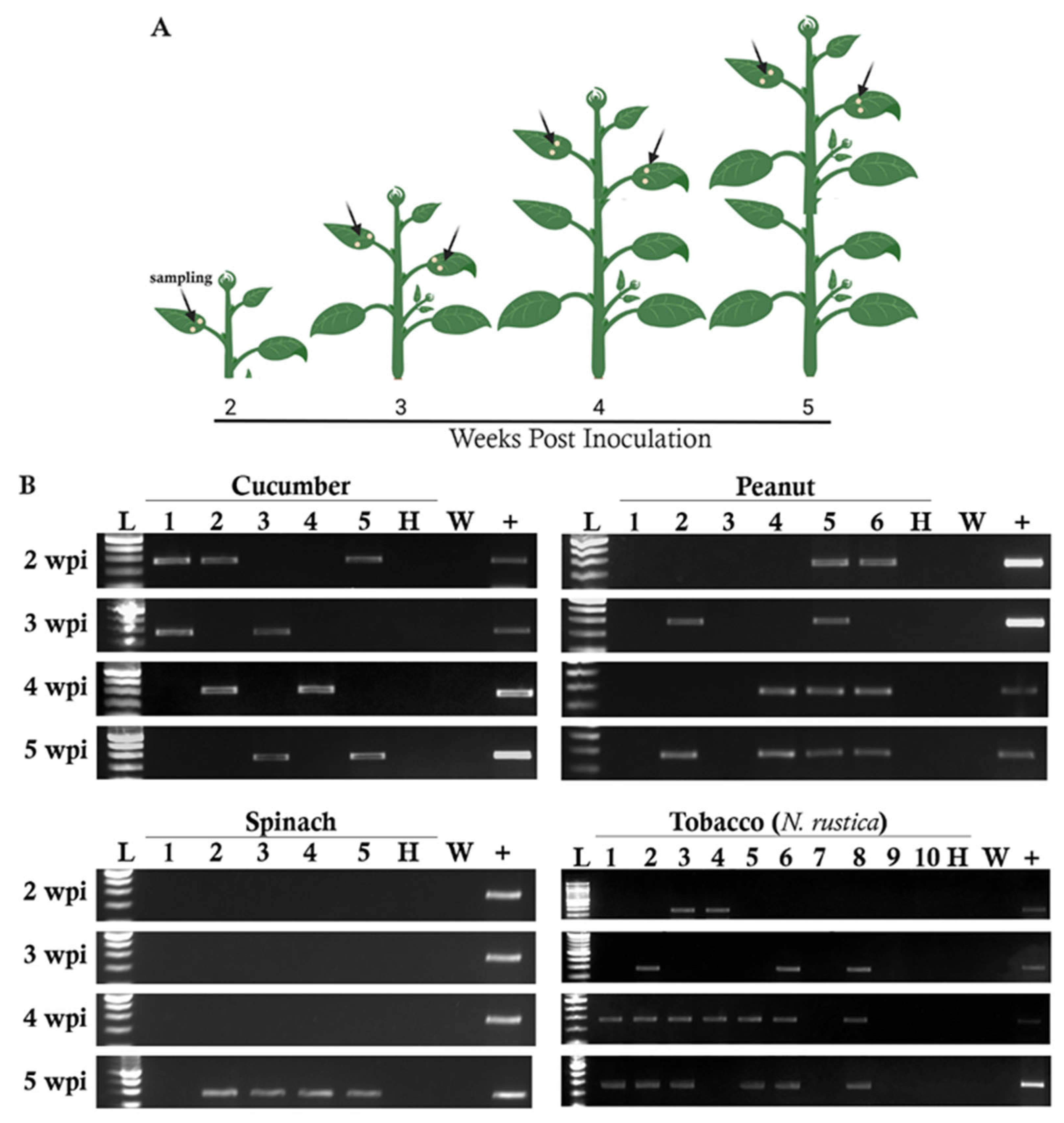 Pathogens 11 01514 g003 Pathogens 11 01514 g003